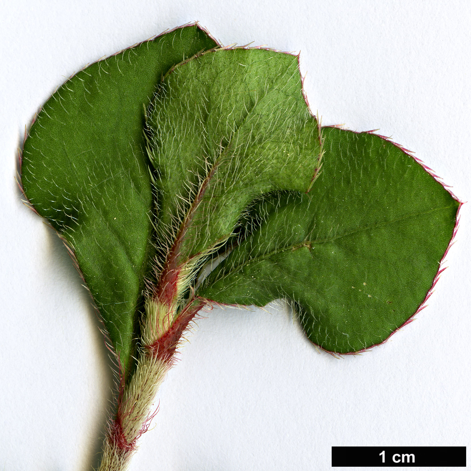 High resolution image: Family: Plumbaginaceae - Genus: Ceratostigma - Taxon: griffithii