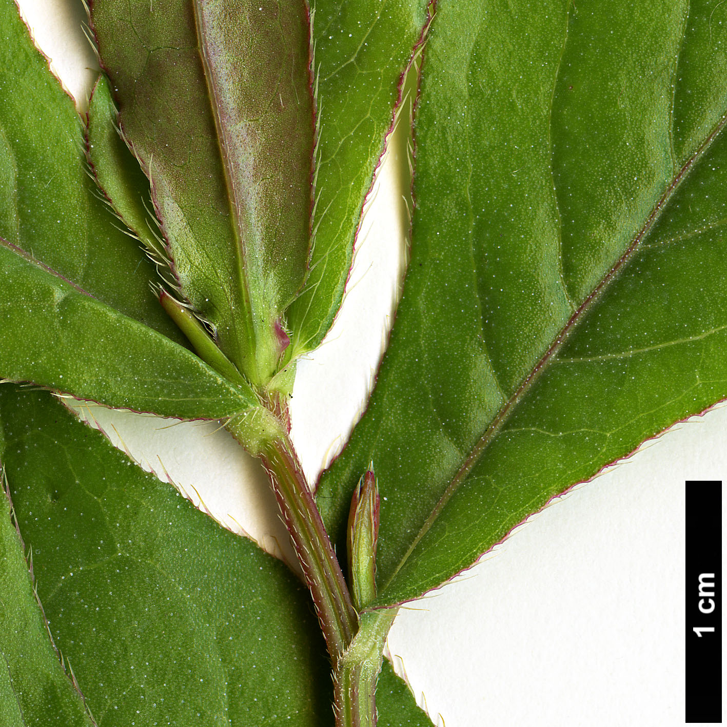 High resolution image: Family: Plumbaginaceae - Genus: Ceratostigma - Taxon: plumbaginoides