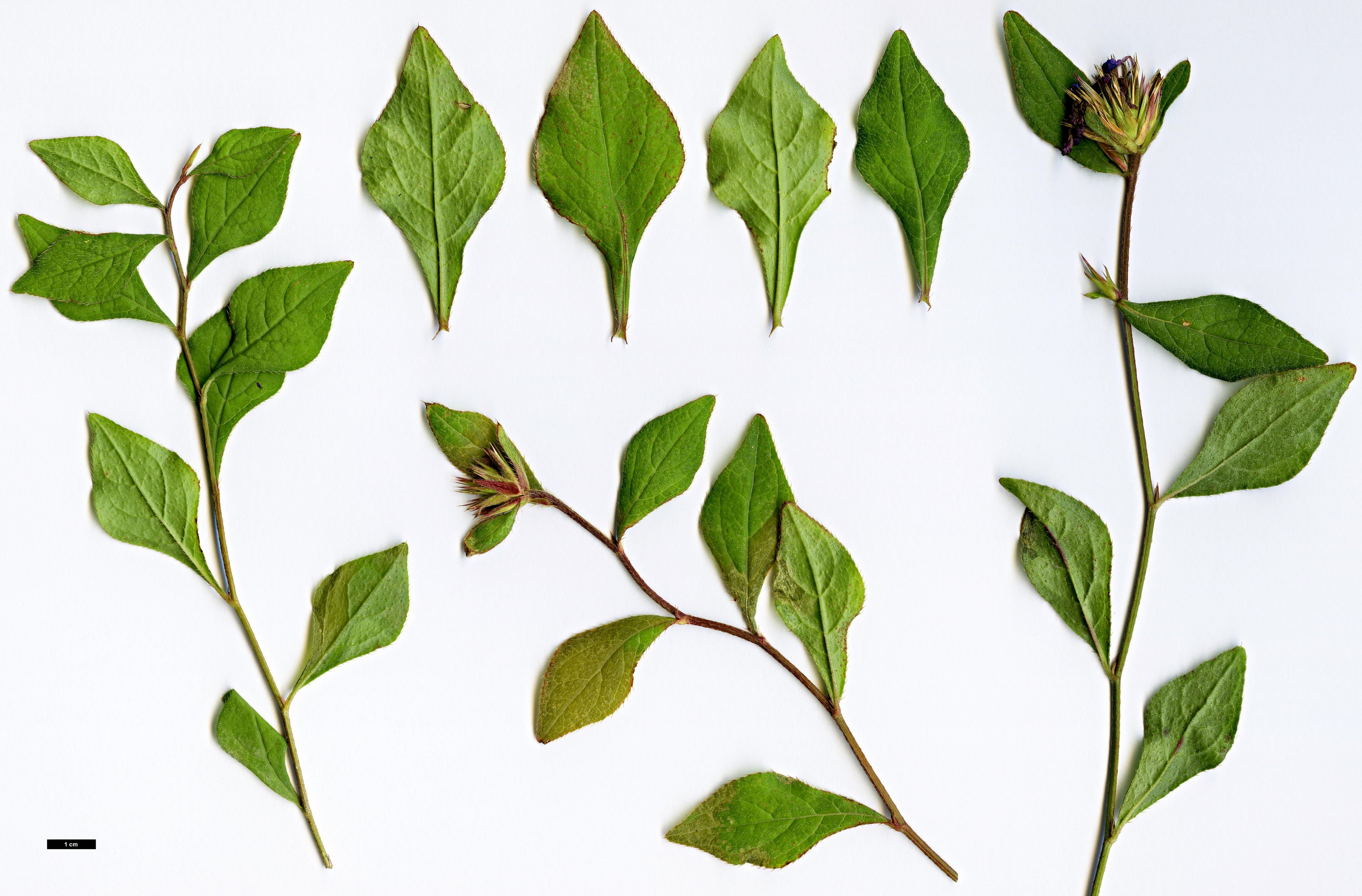 High resolution image: Family: Plumbaginaceae - Genus: Ceratostigma - Taxon: willmottianum