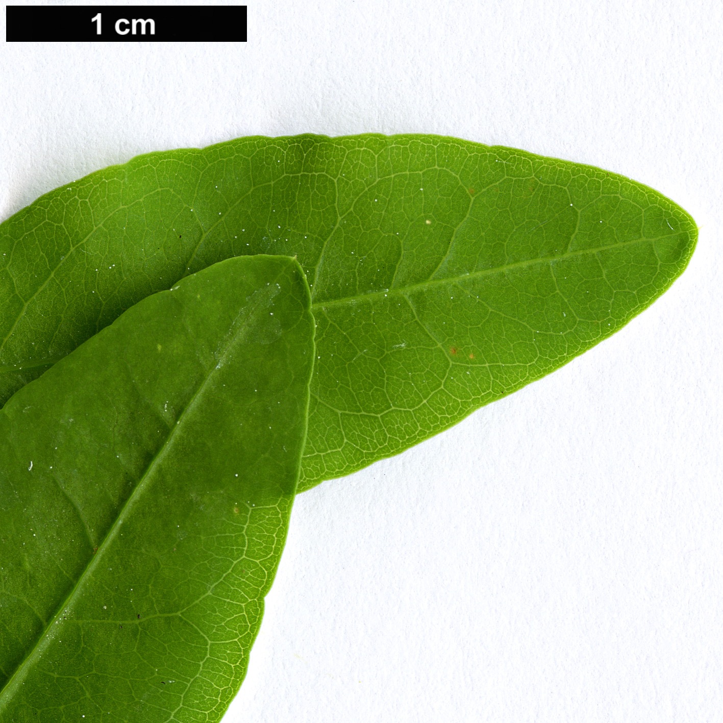 High resolution image: Family: Plumbaginaceae - Genus: Plumbago - Taxon: auriculata