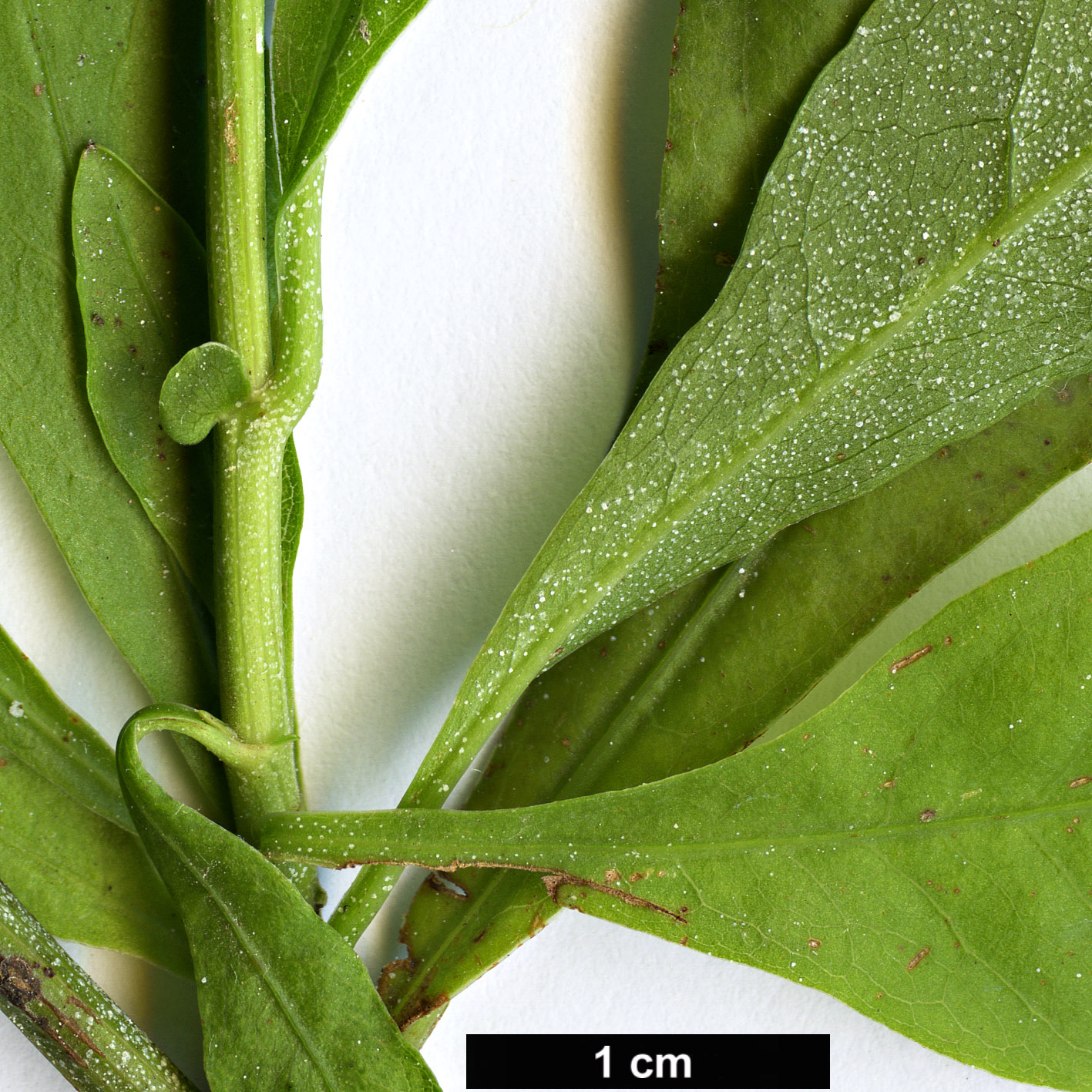 High resolution image: Family: Plumbaginaceae - Genus: Plumbago - Taxon: auriculata