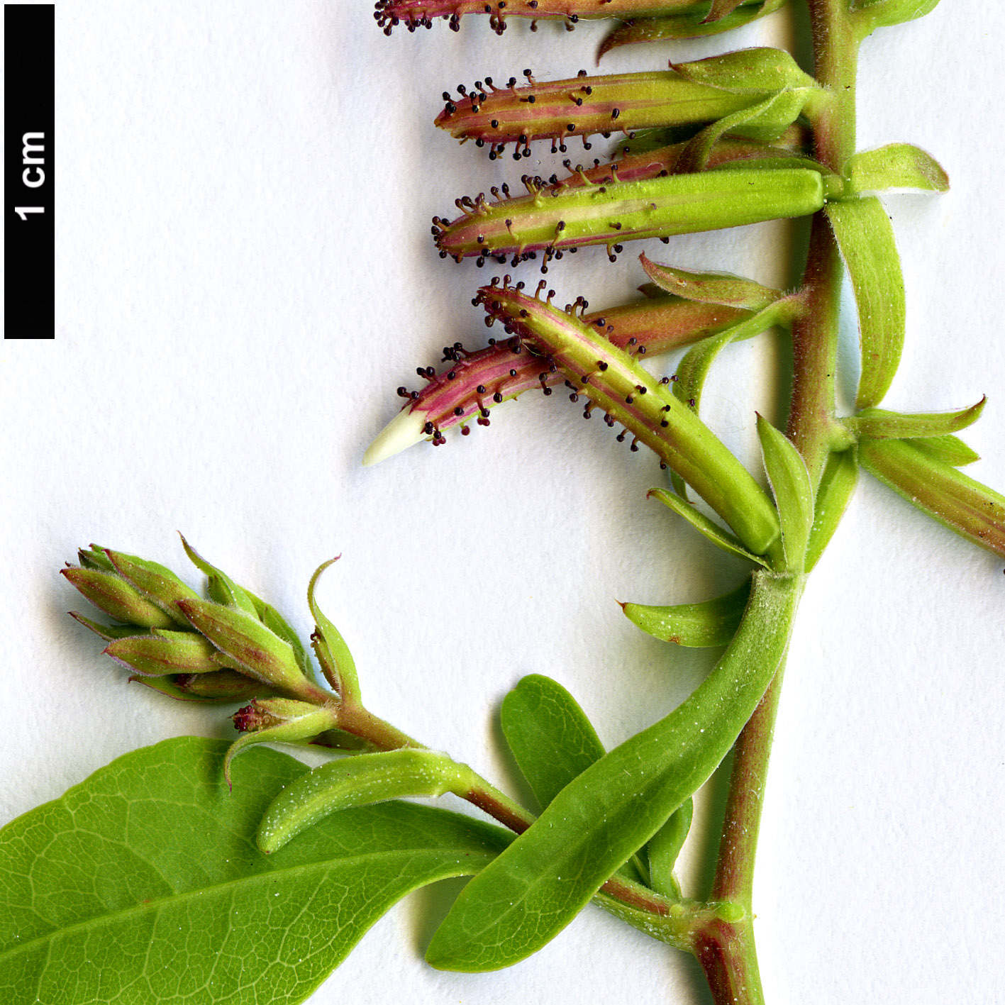 High resolution image: Family: Plumbaginaceae - Genus: Plumbago - Taxon: auriculata