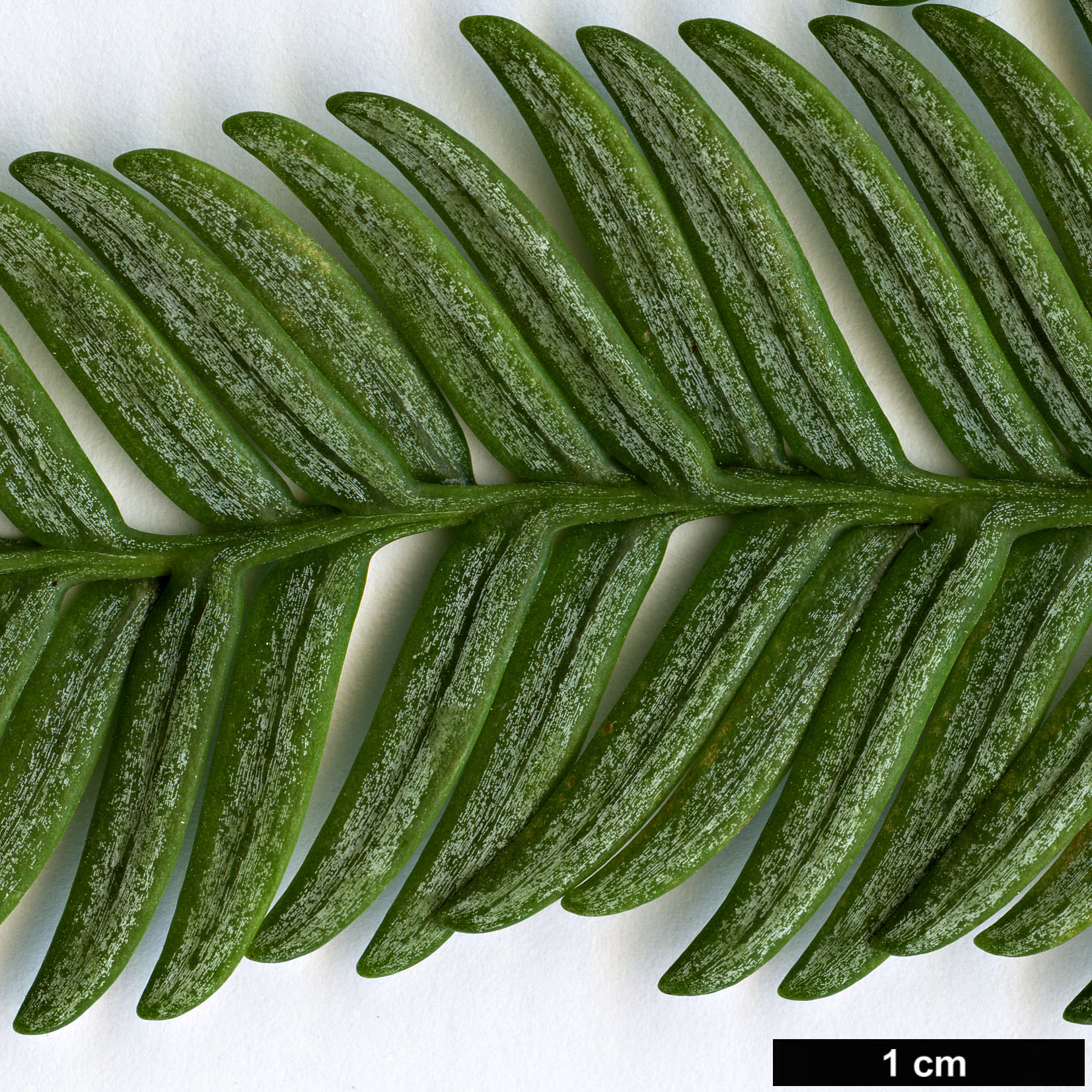 High resolution image: Family: Podocarpaceae - Genus: Acmopyle - Taxon: pancheri