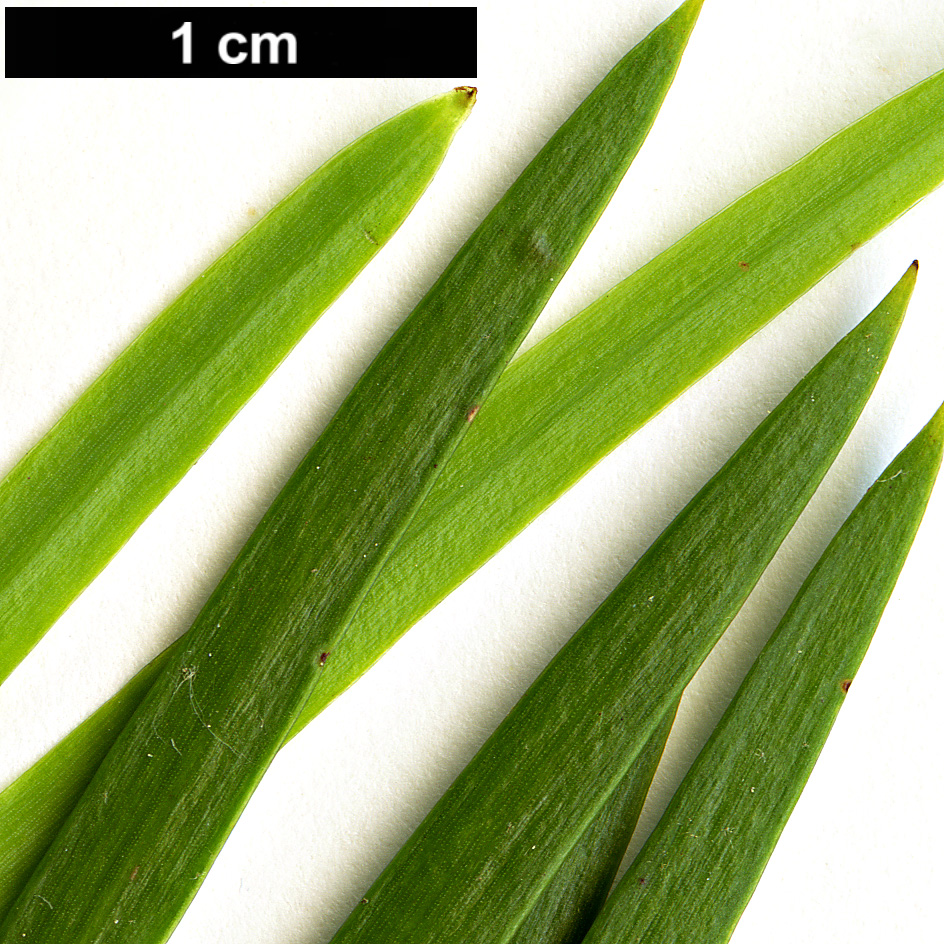 High resolution image: Family: Podocarpaceae - Genus: Afrocarpus - Taxon: gracilior