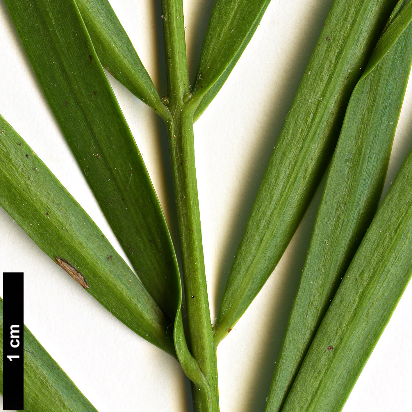 High resolution image: Family: Podocarpaceae - Genus: Afrocarpus - Taxon: gracilior