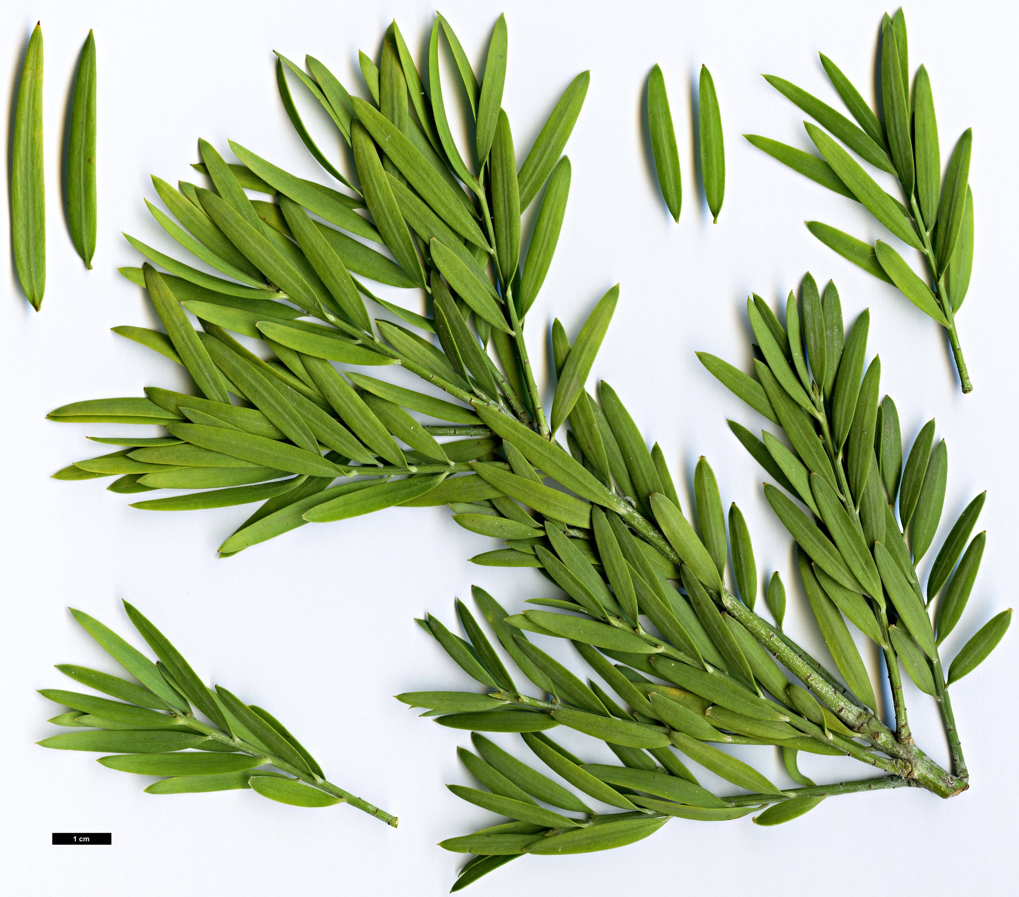 High resolution image: Family: Podocarpaceae - Genus: Afrocarpus - Taxon: mannii