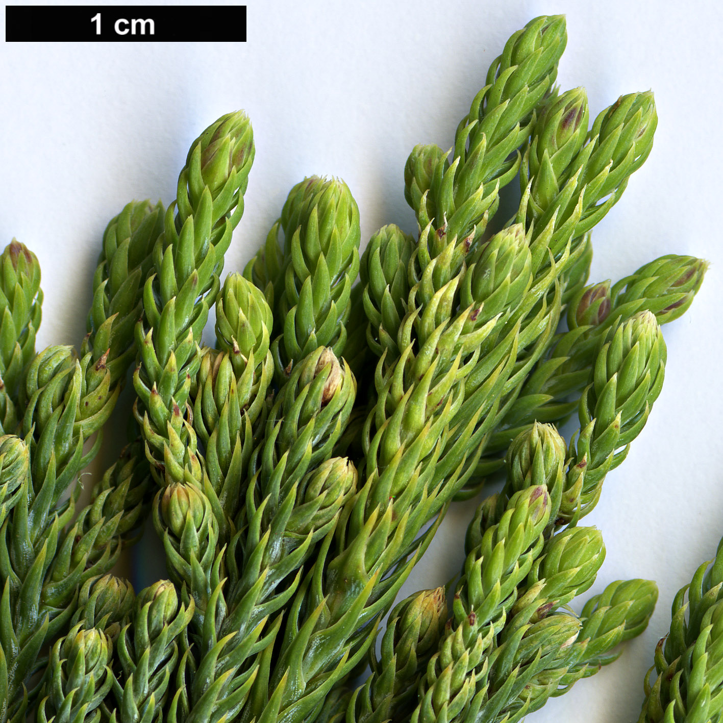 High resolution image: Family: Podocarpaceae - Genus: Dacrycarpus - Taxon: compactus