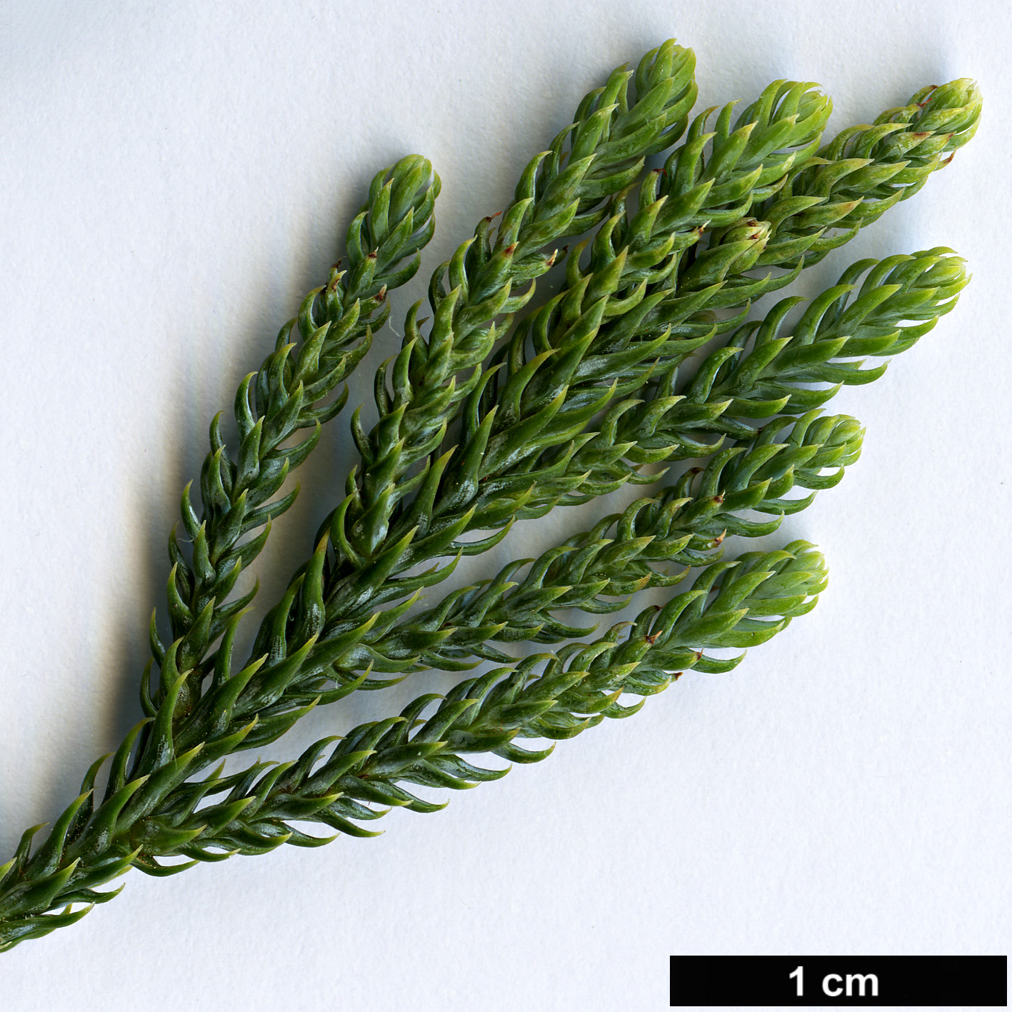 High resolution image: Family: Podocarpaceae - Genus: Dacrycarpus - Taxon: compactus