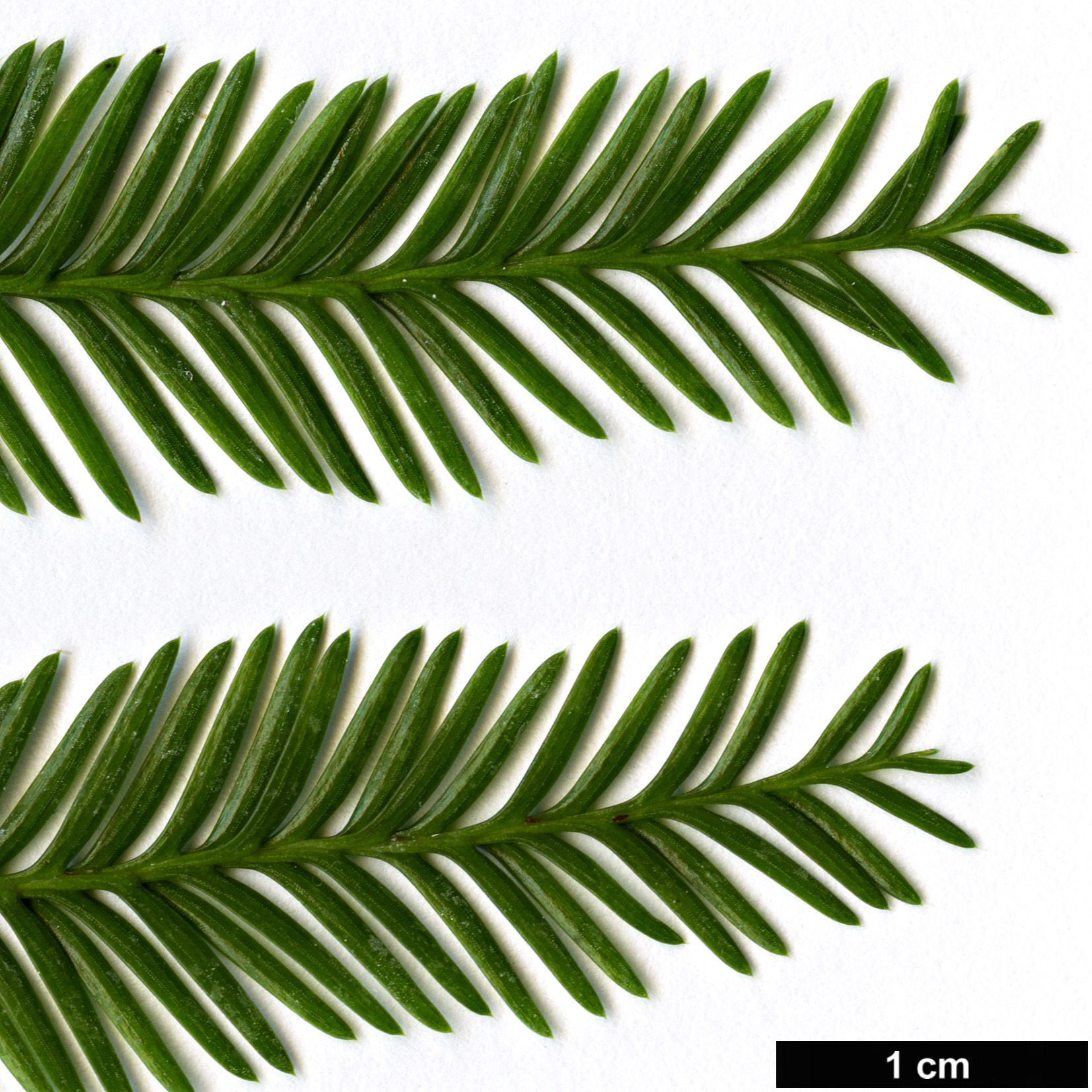 High resolution image: Family: Podocarpaceae - Genus: Dacrycarpus - Taxon: veiillardii