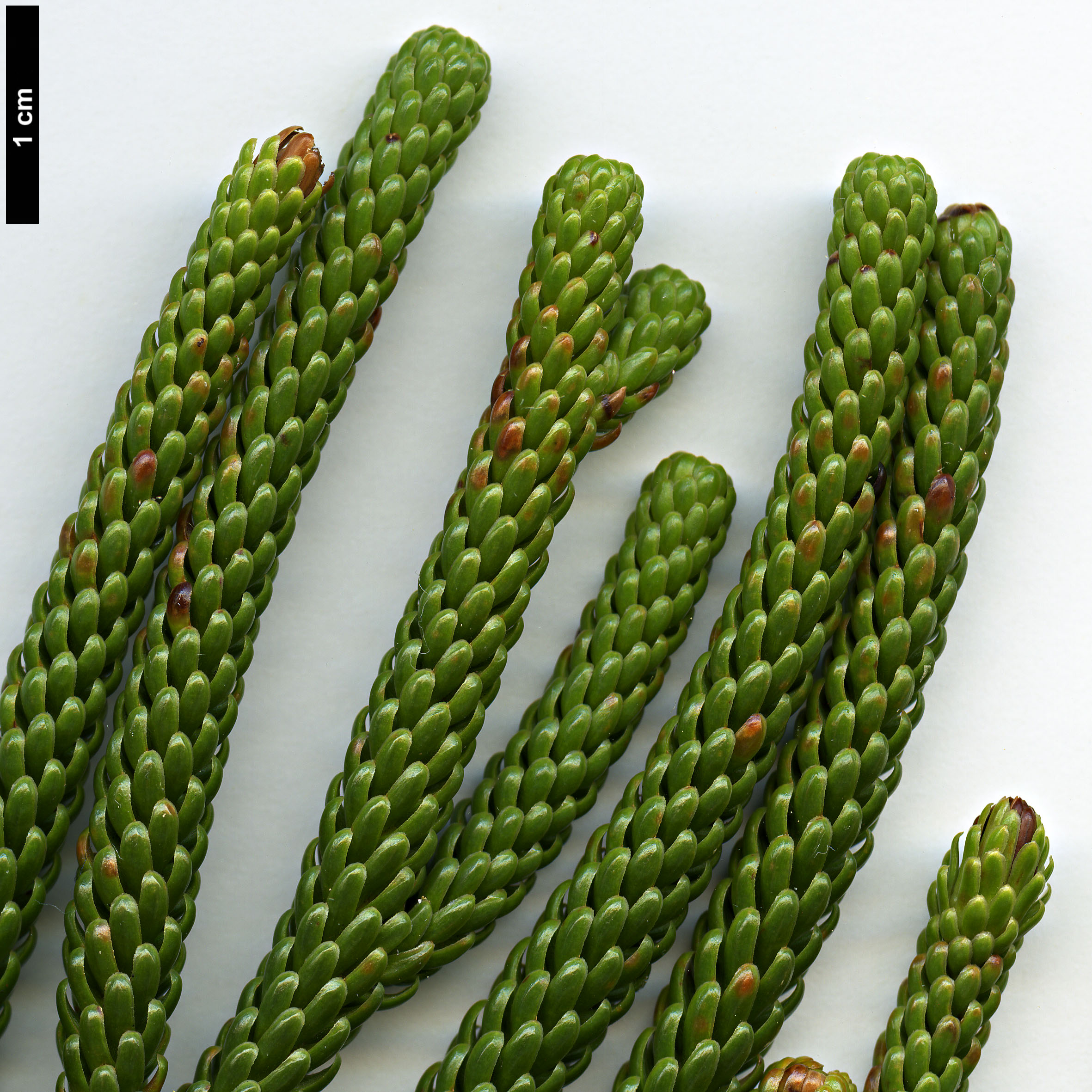 High resolution image: Family: Podocarpaceae - Genus: Dacrydium - Taxon: araucarioides