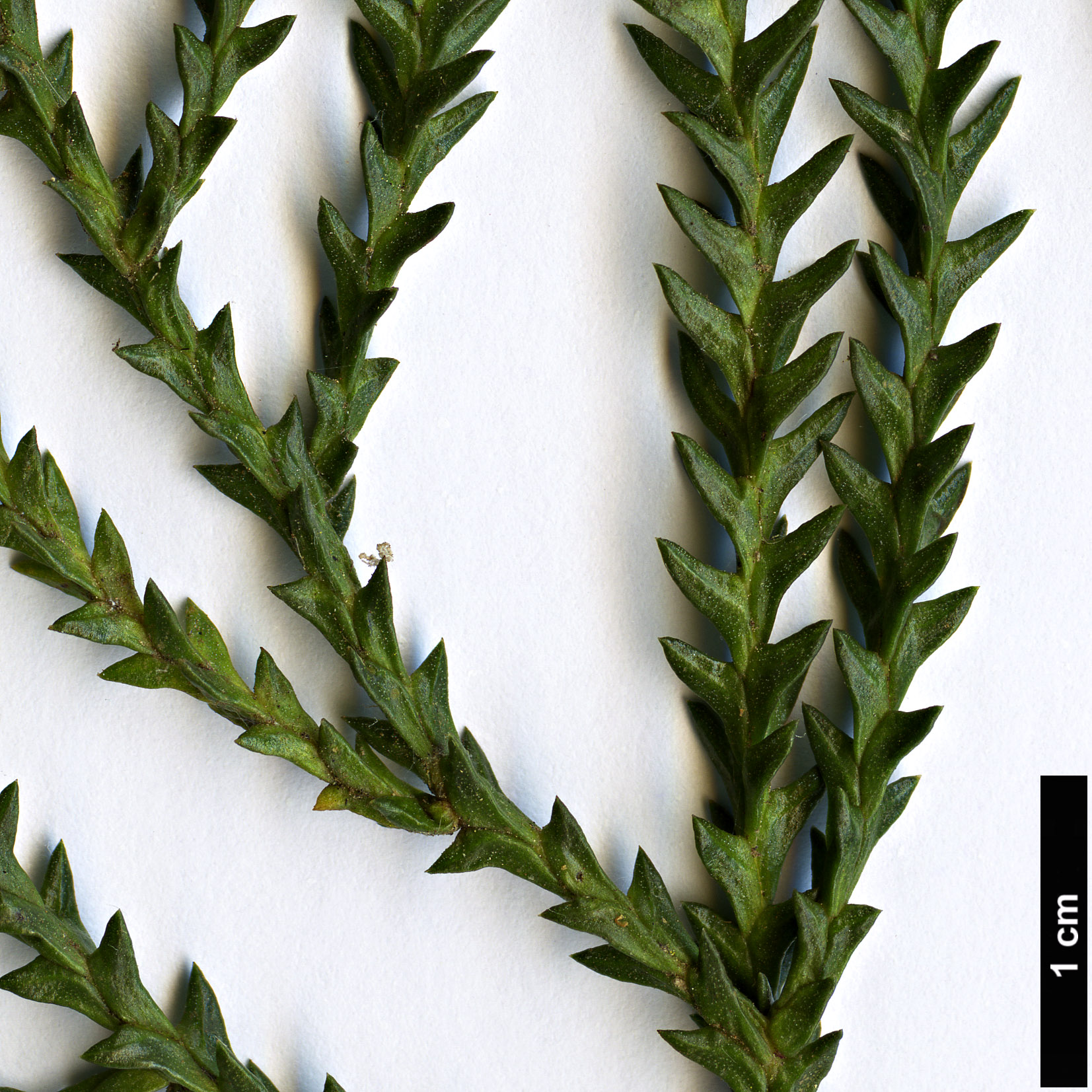 High resolution image: Family: Podocarpaceae - Genus: Dacrydium - Taxon: nidulum High resolution image: Family: Podocarpaceae - Genus: Dacrydium - Taxon: nidulum