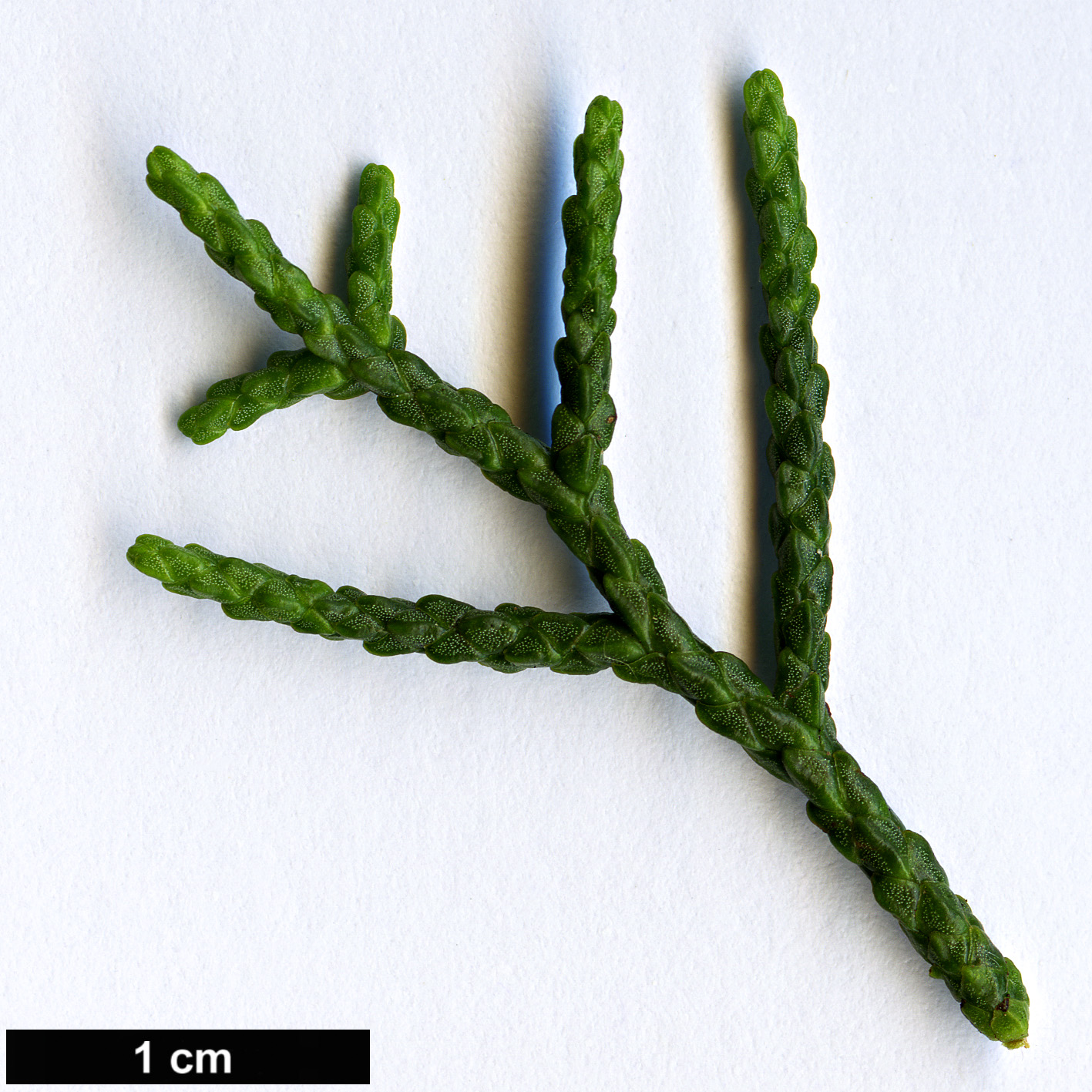 High resolution image: Family: Podocarpaceae - Genus: Halocarpus - Taxon: biformis