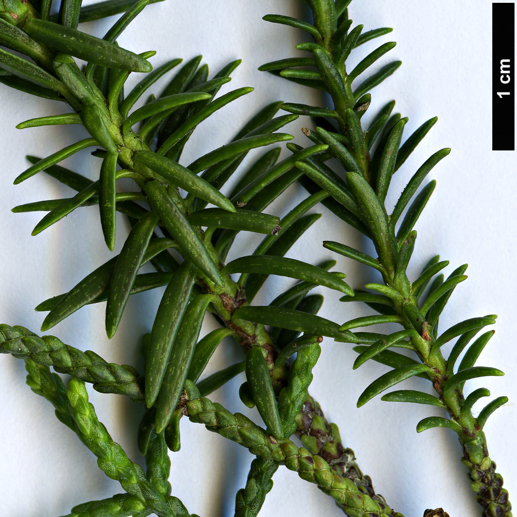 High resolution image: Family: Podocarpaceae - Genus: Halocarpus - Taxon: biformis