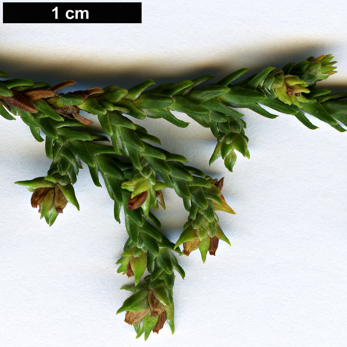 High resolution image: Family: Podocarpaceae - Genus: Pherosphaera - Taxon: fitzgeraldii
