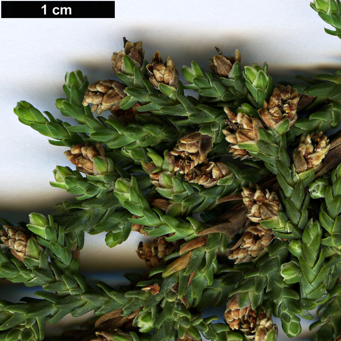 High resolution image: Family: Podocarpaceae - Genus: Pherosphaera - Taxon: fitzgeraldii