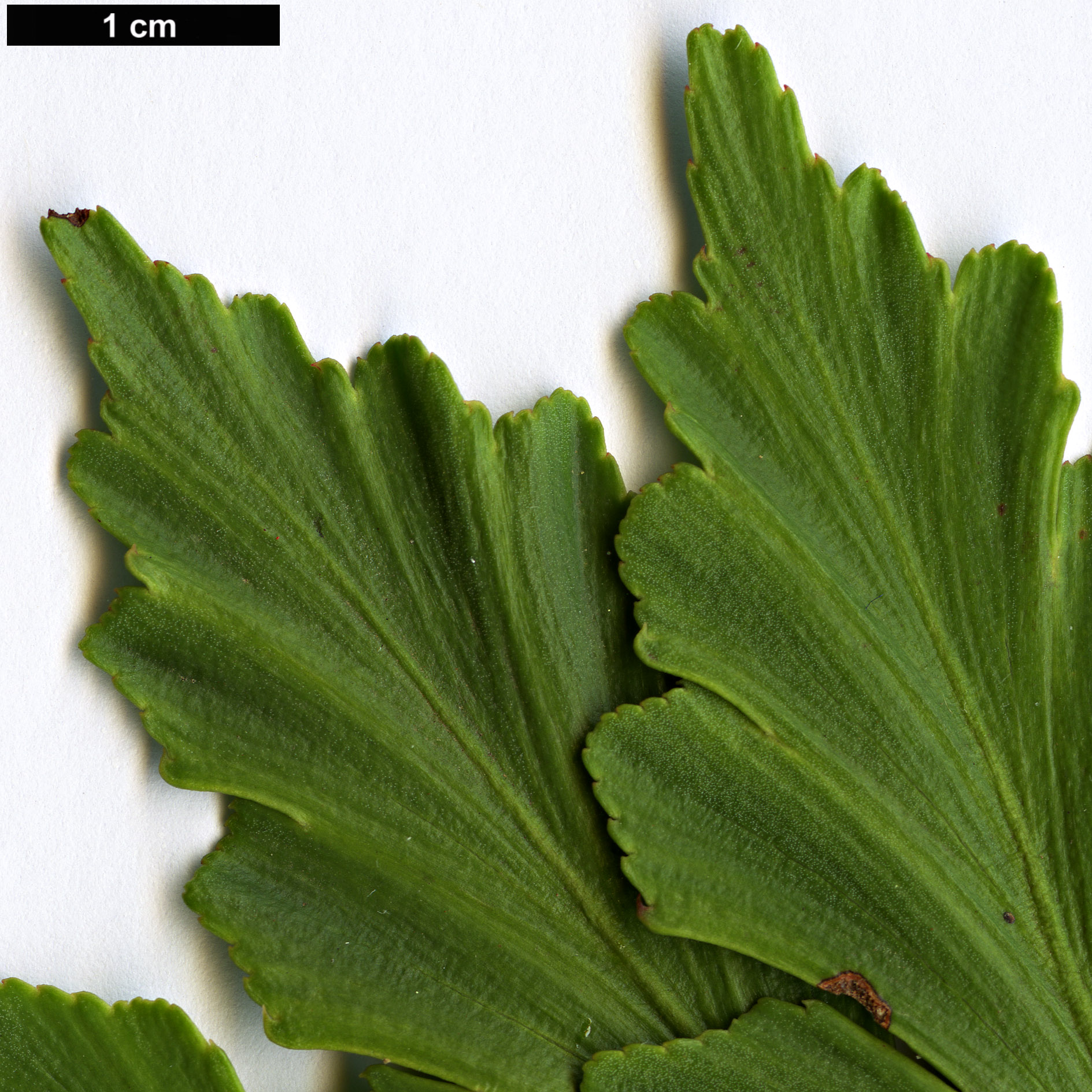 High resolution image: Family: Podocarpaceae - Genus: Phyllocladus - Taxon: aspleniifolius