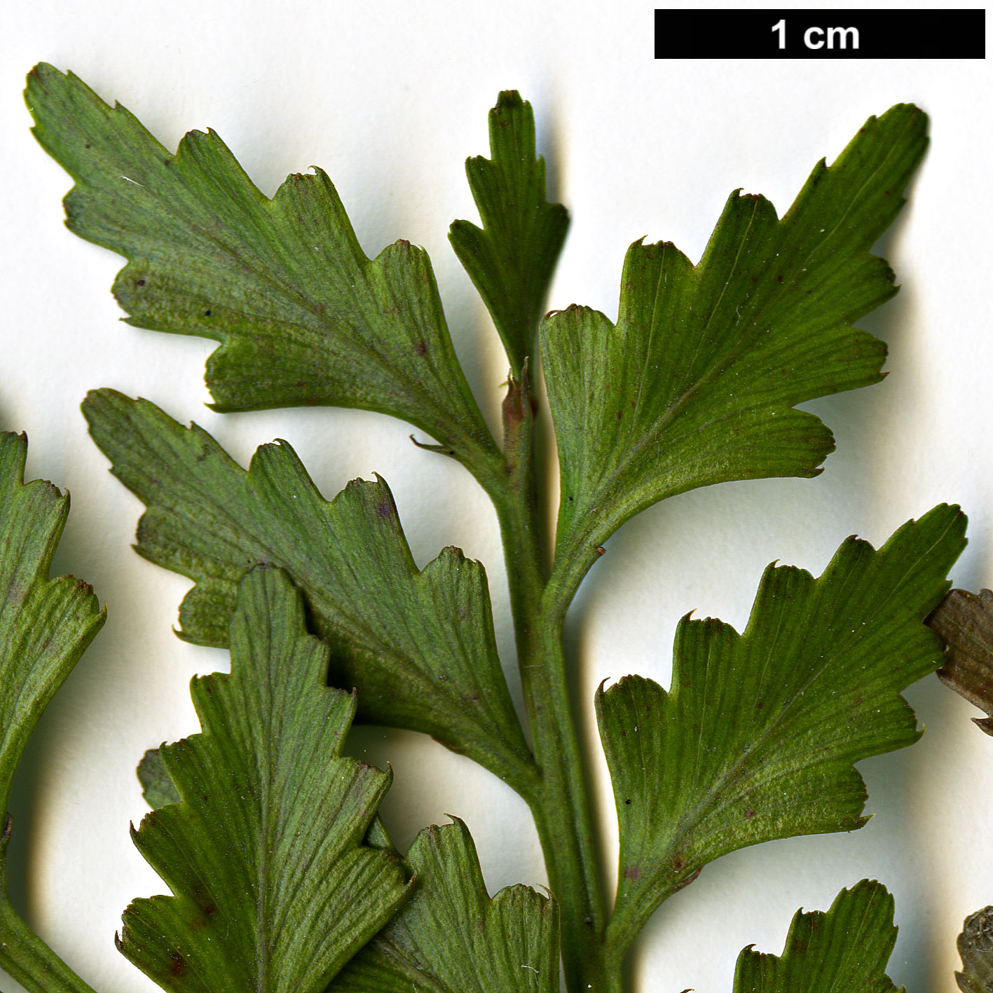 High resolution image: Family: Podocarpaceae - Genus: Phyllocladus - Taxon: trichomanoides