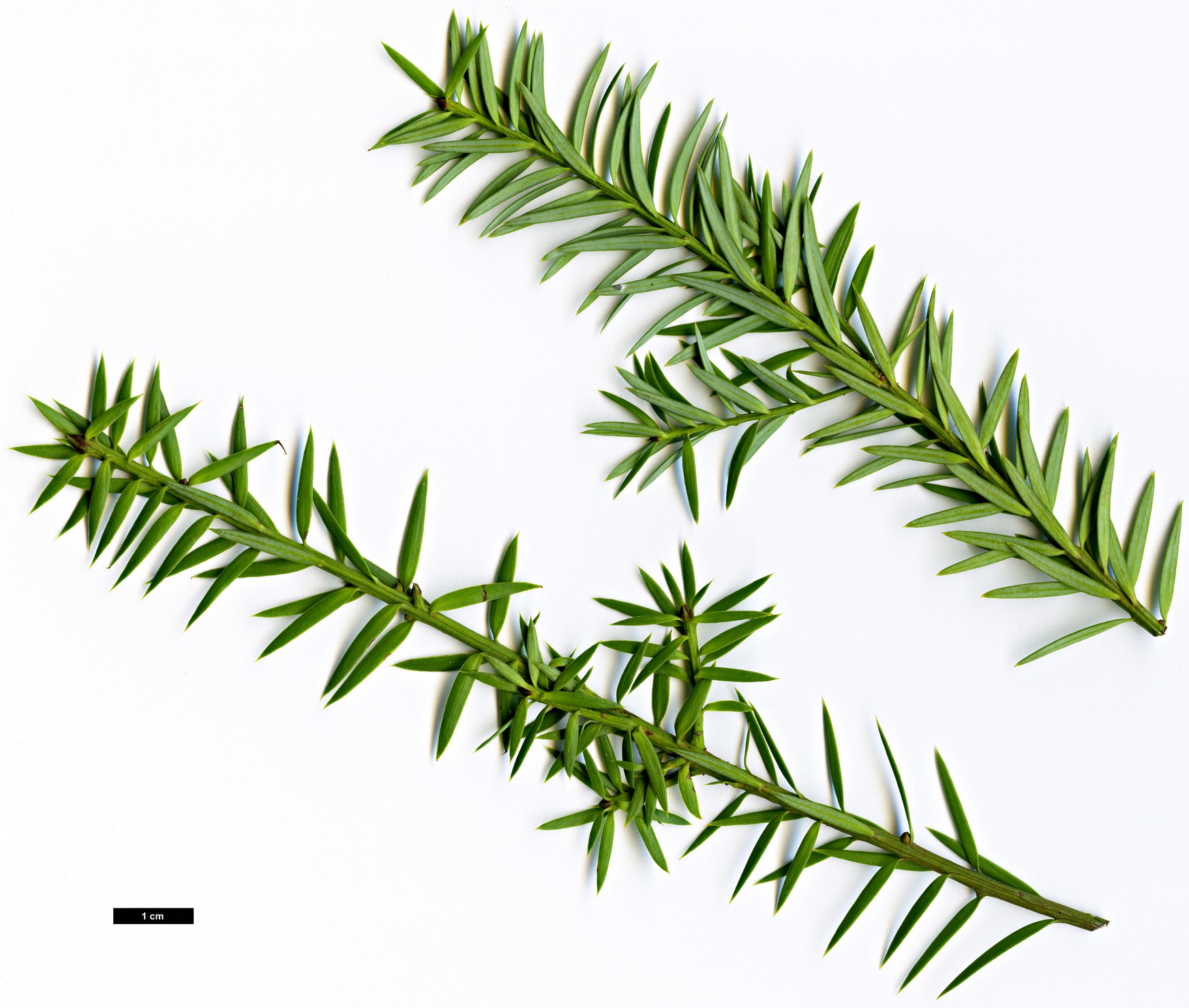 High resolution image: Family: Podocarpaceae - Genus: Podocarpus - Taxon: acutifolius