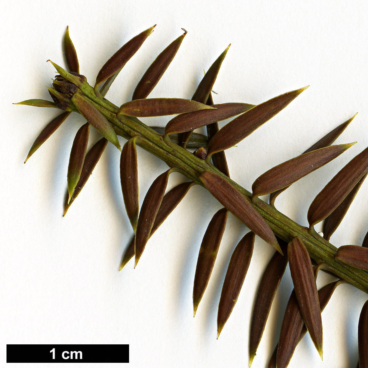 High resolution image: Family: Podocarpaceae - Genus: Podocarpus - Taxon: acutifolius