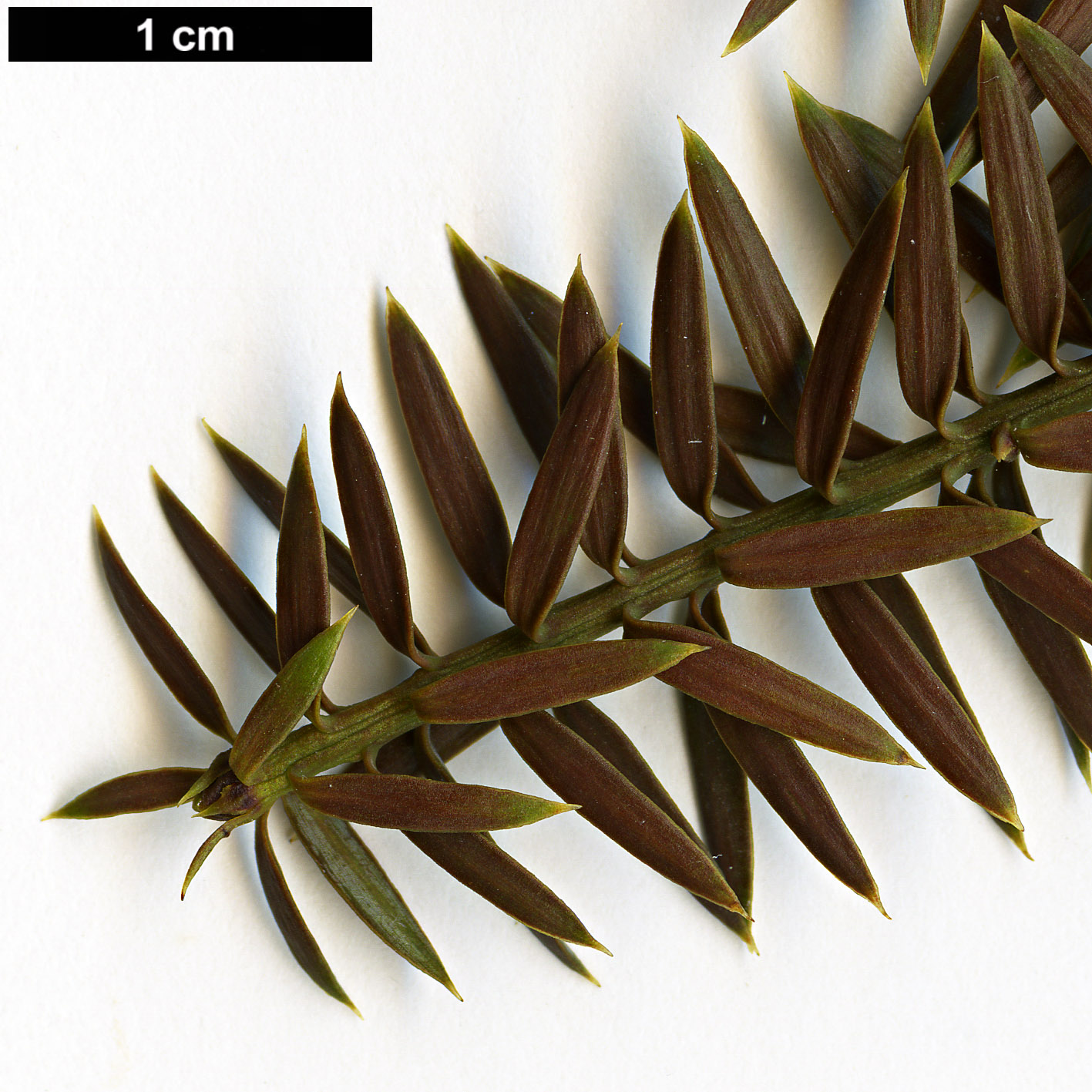 High resolution image: Family: Podocarpaceae - Genus: Podocarpus - Taxon: acutifolius