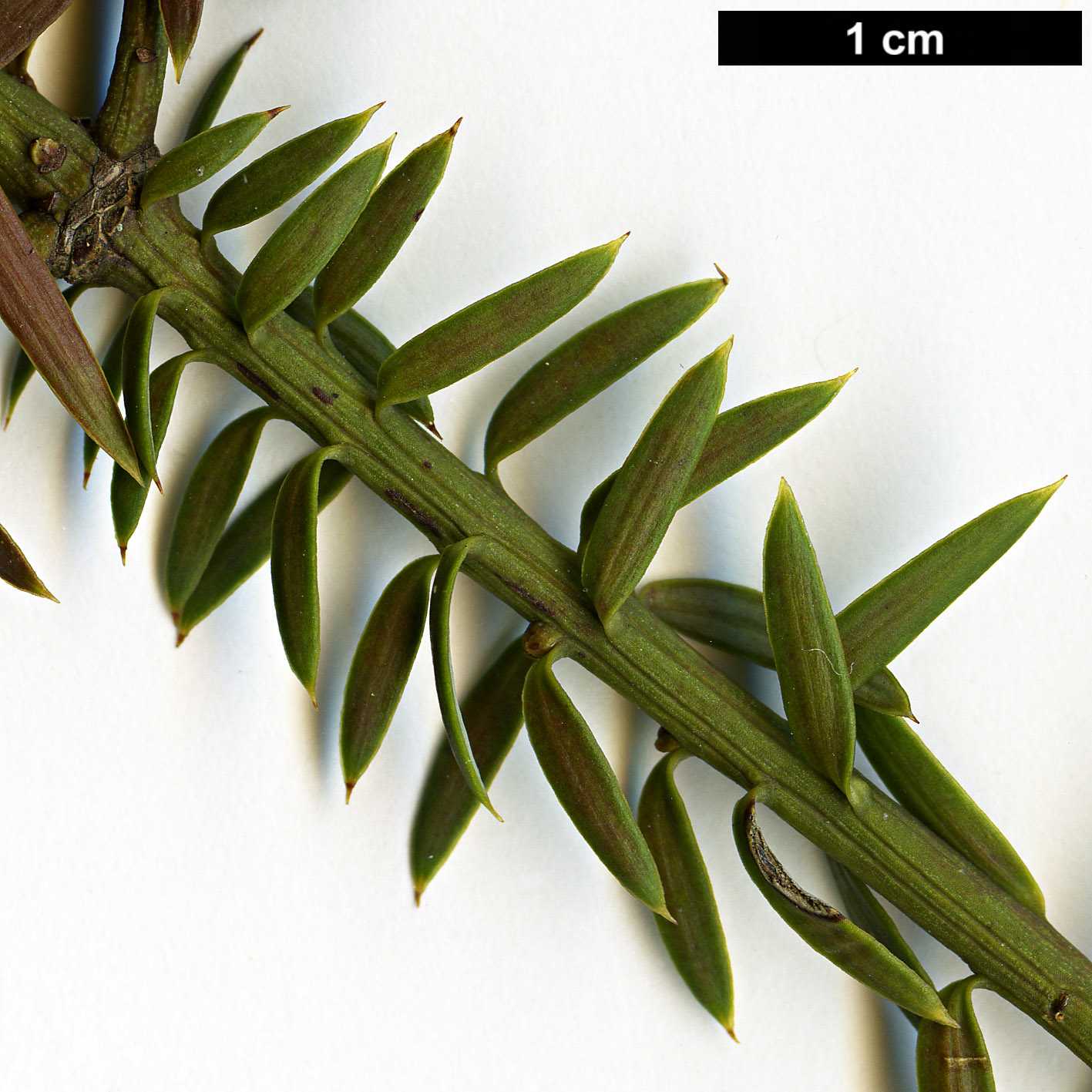 High resolution image: Family: Podocarpaceae - Genus: Podocarpus - Taxon: acutifolius
