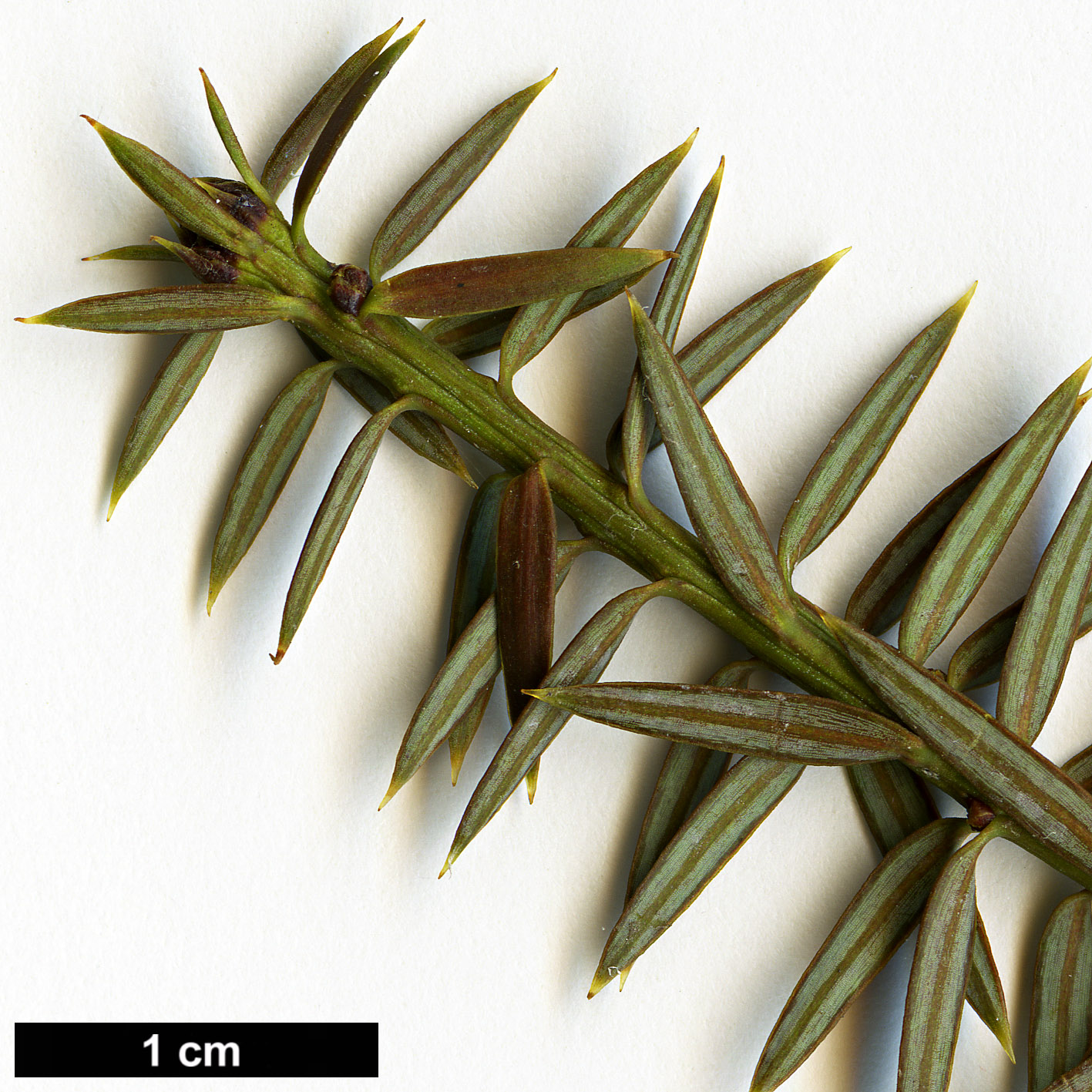 High resolution image: Family: Podocarpaceae - Genus: Podocarpus - Taxon: acutifolius