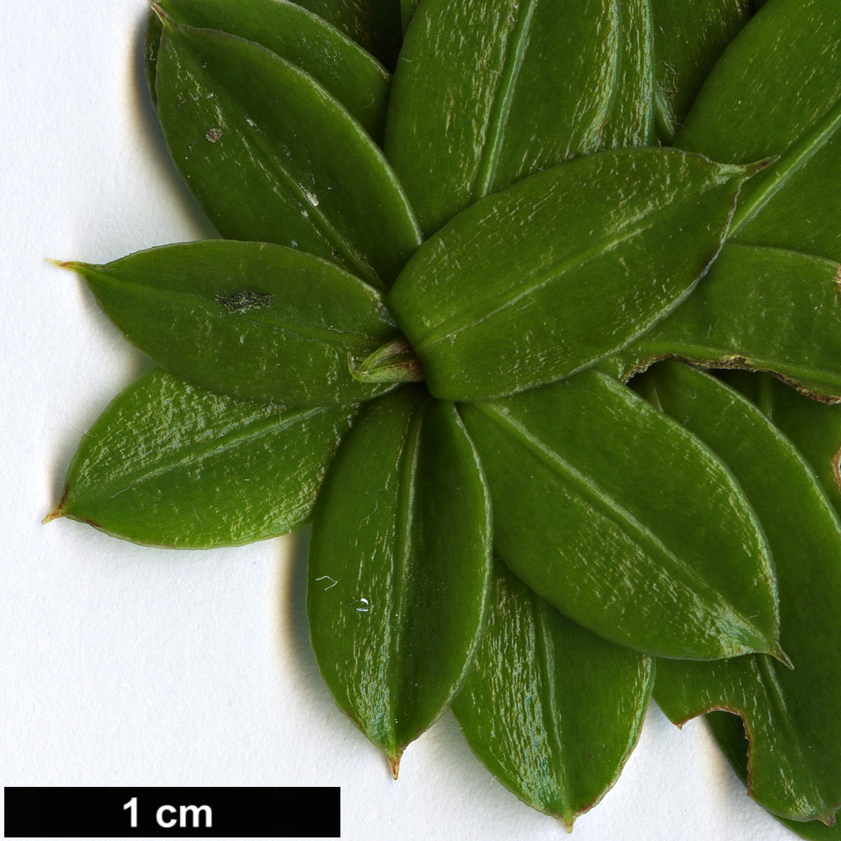 High resolution image: Family: Podocarpaceae - Genus: Podocarpus - Taxon: brassii