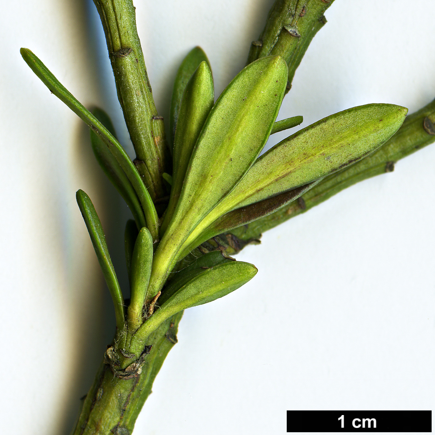 High resolution image: Family: Podocarpaceae - Genus: Podocarpus - Taxon: chingianus