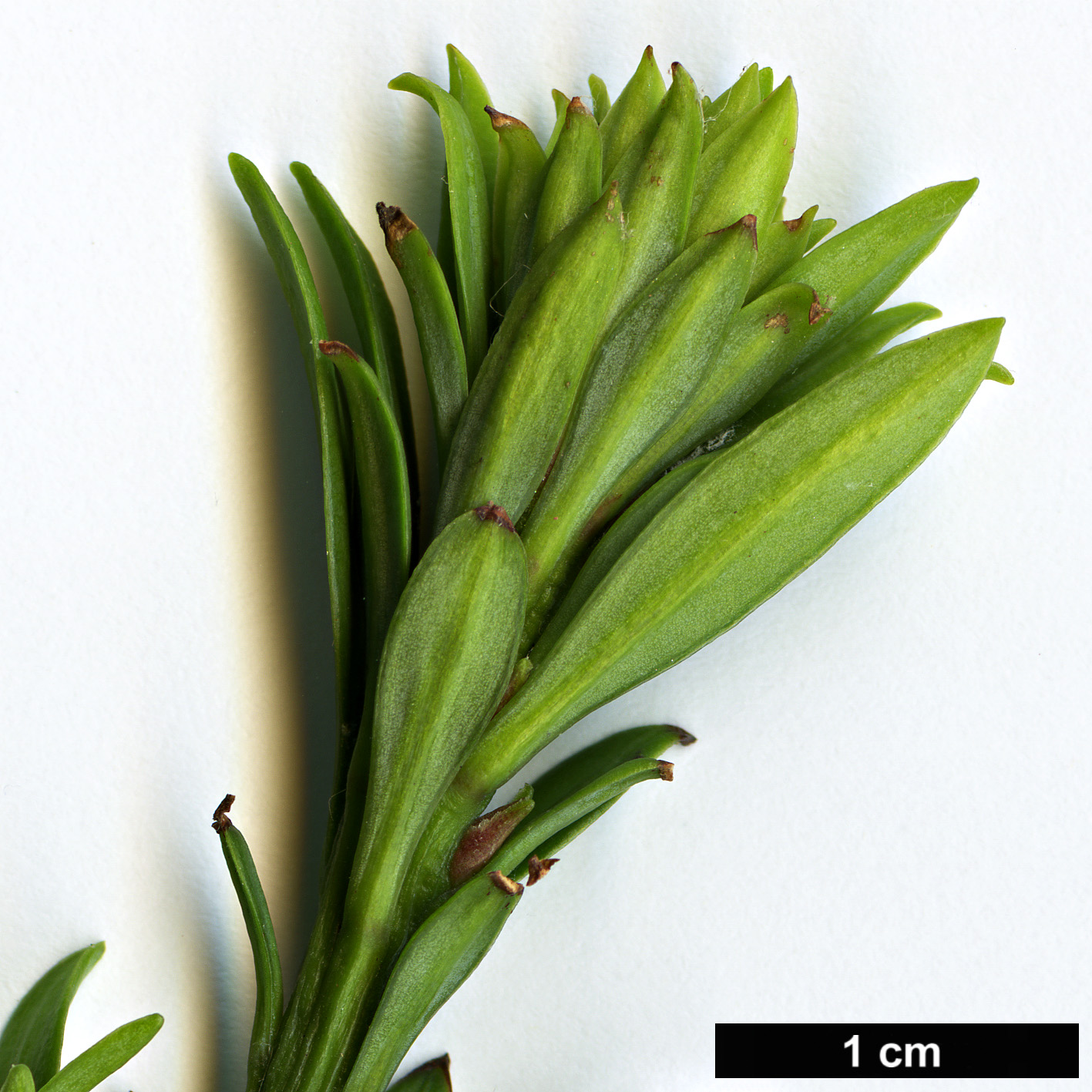 High resolution image: Family: Podocarpaceae - Genus: Podocarpus - Taxon: chingianus