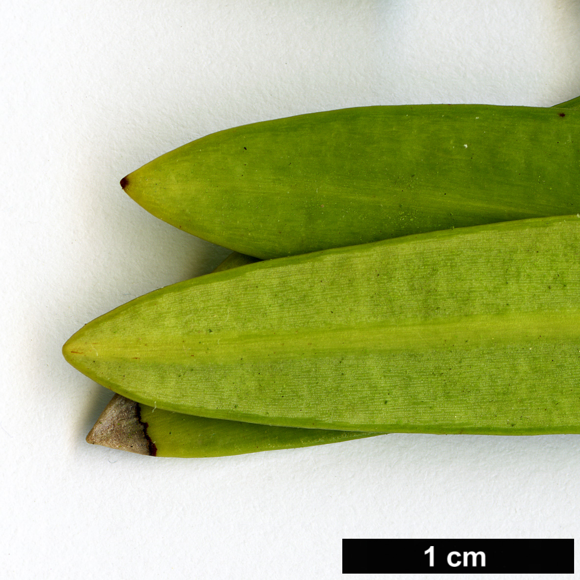 High resolution image: Family: Podocarpaceae - Genus: Podocarpus - Taxon: costalis