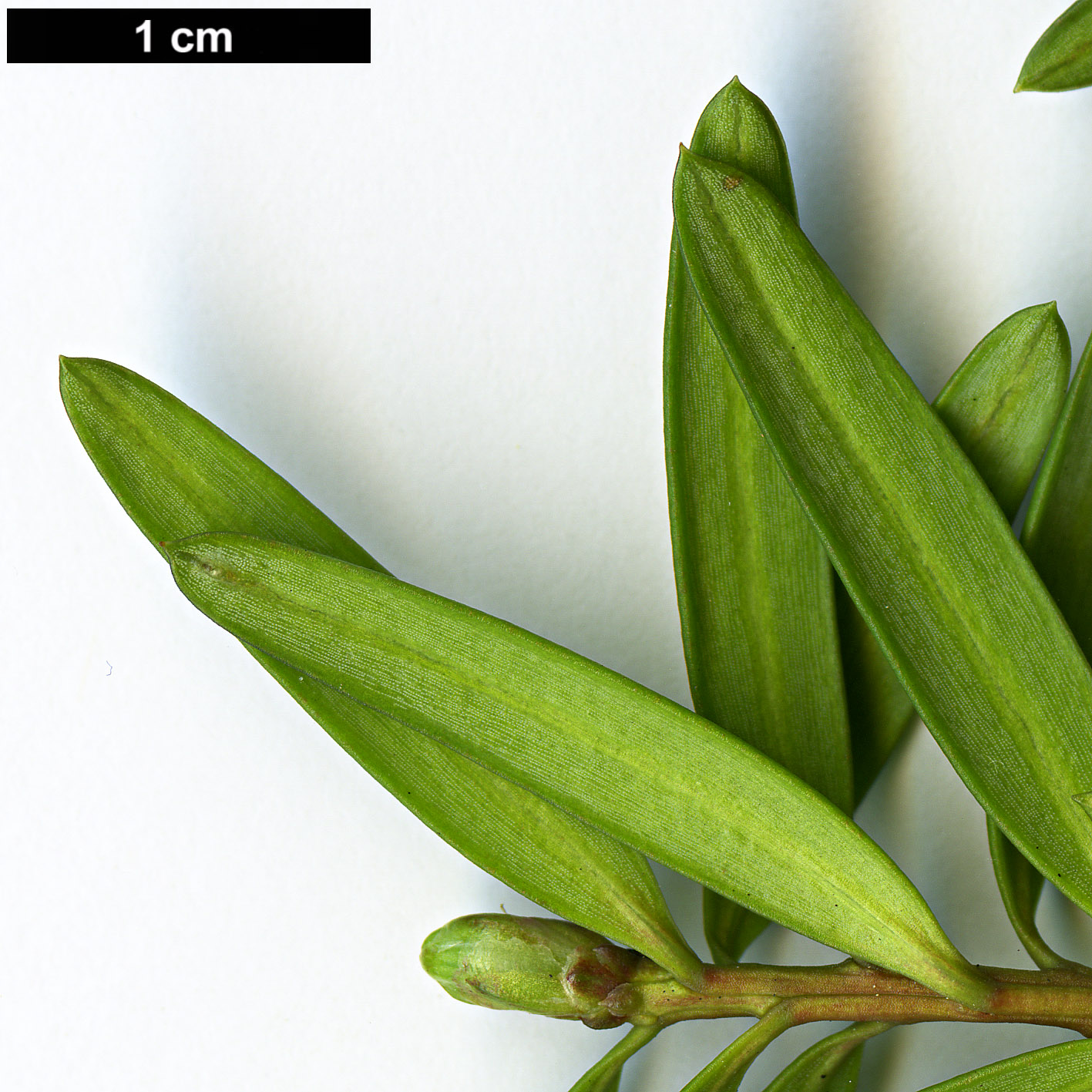 High resolution image: Family: Podocarpaceae - Genus: Podocarpus - Taxon: cunninghamii