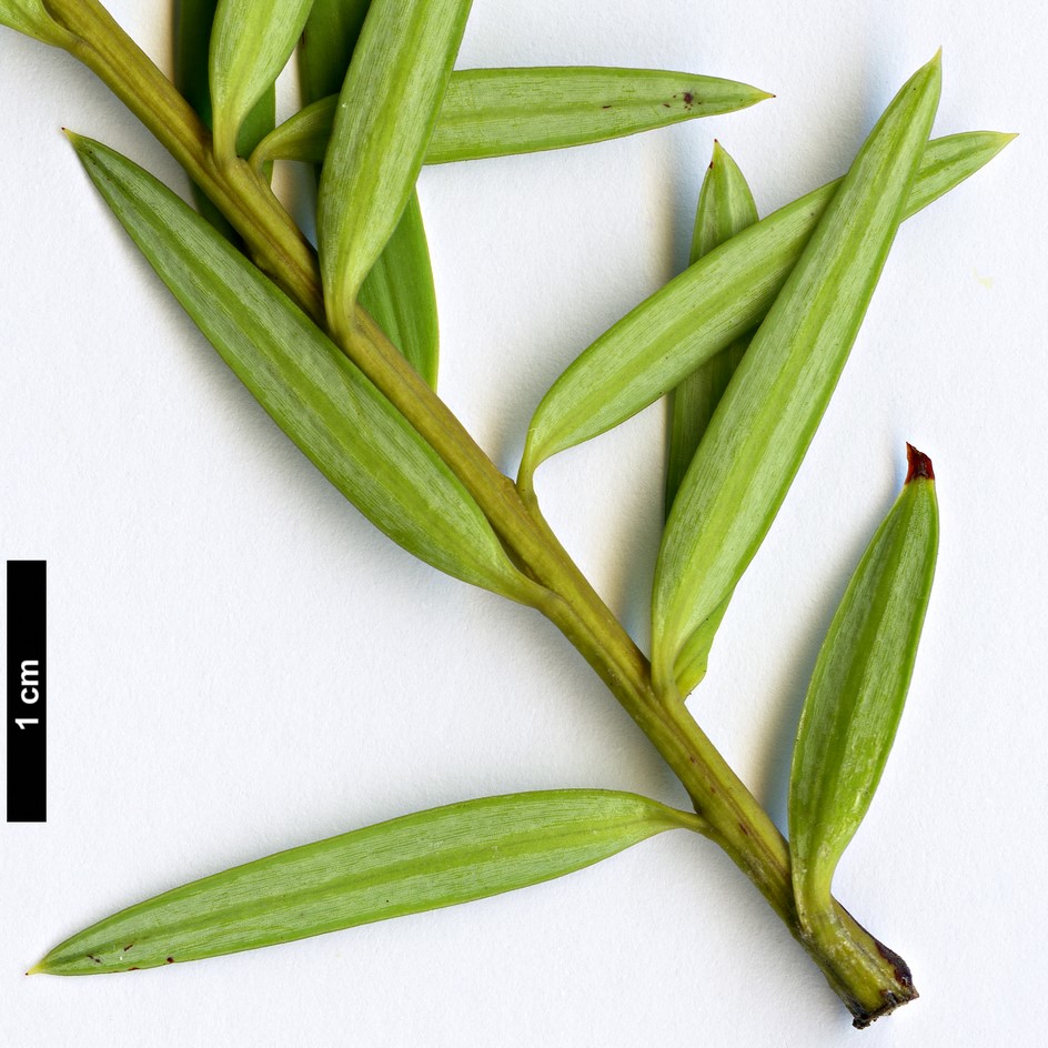 High resolution image: Family: Podocarpaceae - Genus: Podocarpus - Taxon: cunninghamii