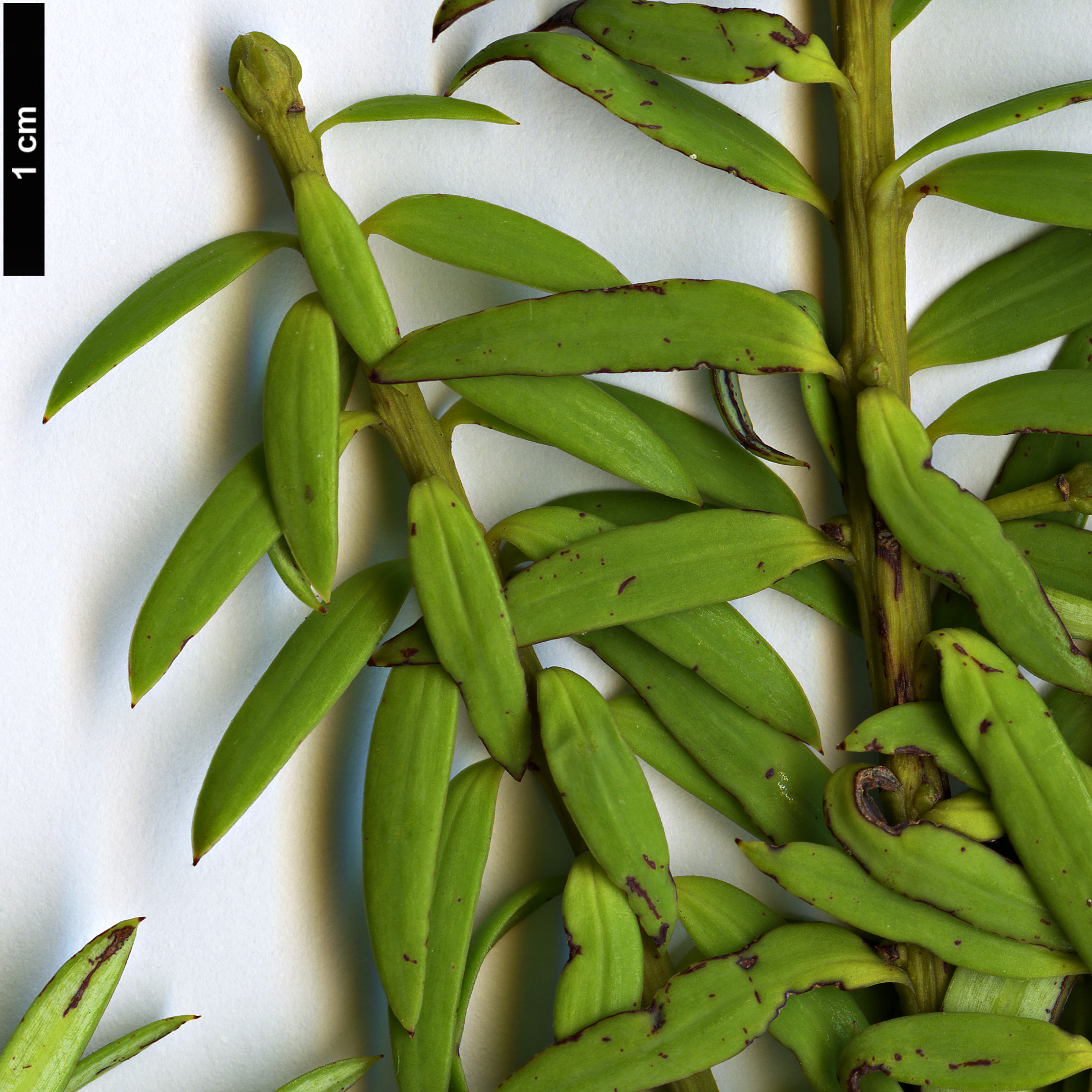 High resolution image: Family: Podocarpaceae - Genus: Podocarpus - Taxon: cunninghamii