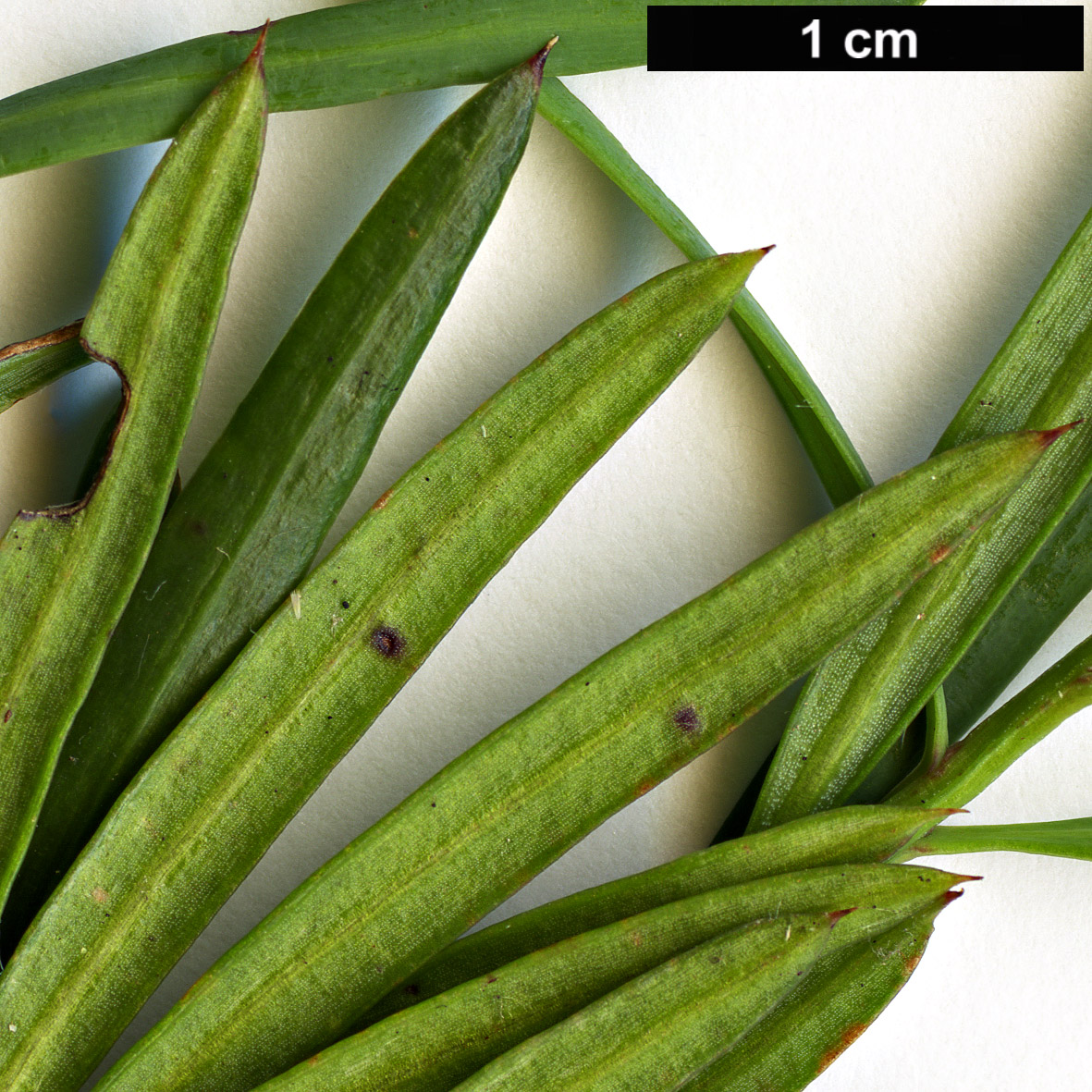 High resolution image: Family: Podocarpaceae - Genus: Podocarpus - Taxon: drouynianus