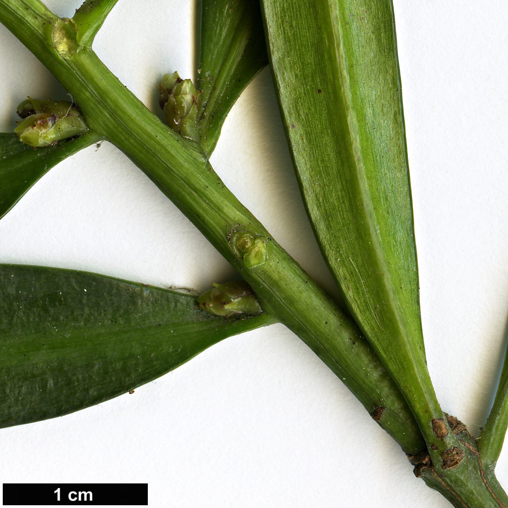 High resolution image: Family: Podocarpaceae - Genus: Podocarpus - Taxon: edinburghensis