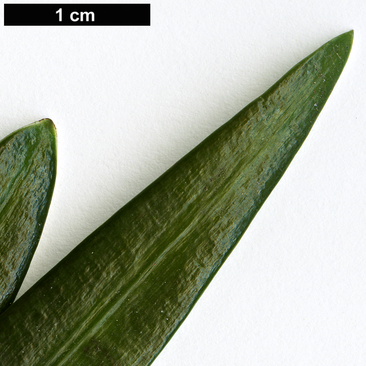 High resolution image: Family: Podocarpaceae - Genus: Podocarpus - Taxon: edinburghensis