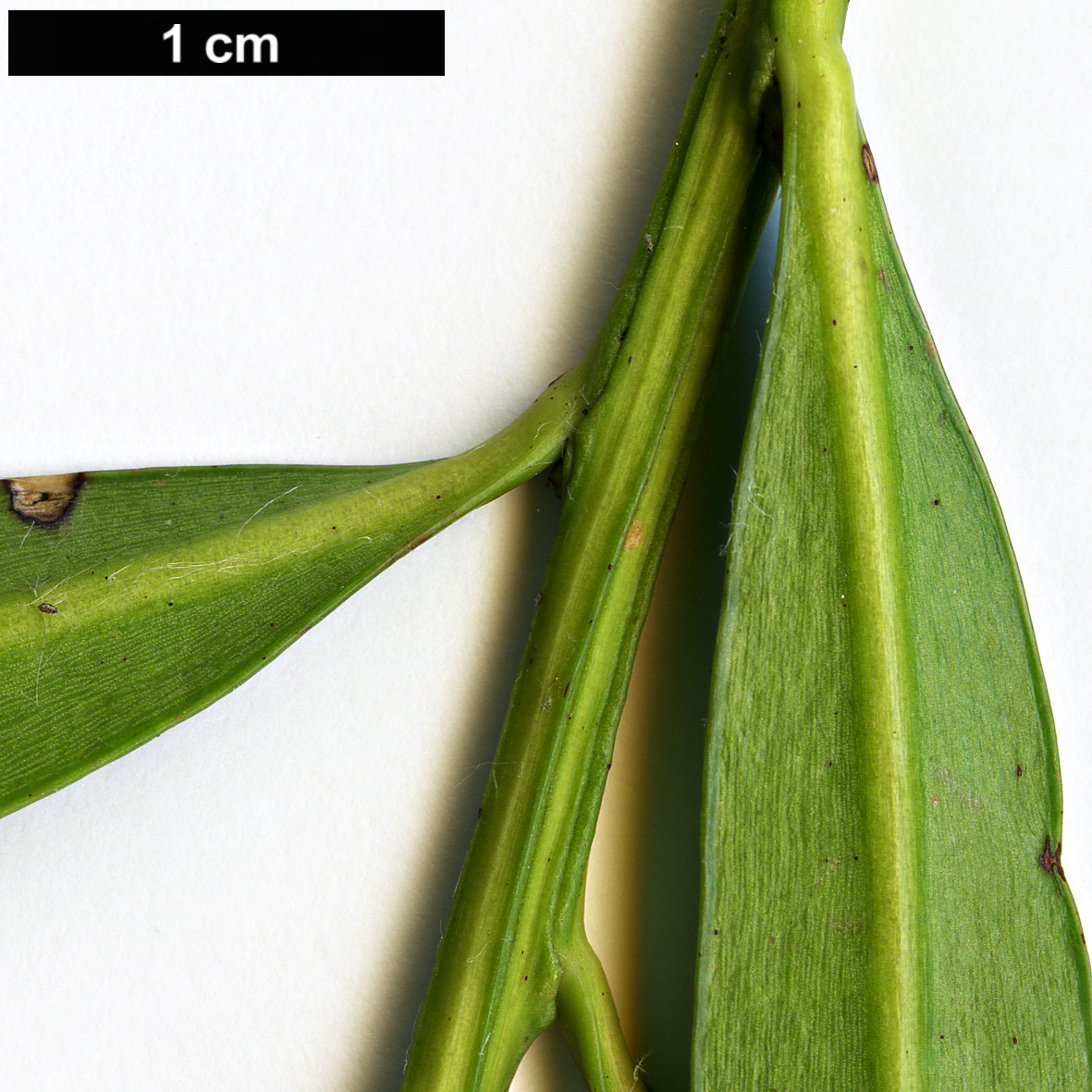 High resolution image: Family: Podocarpaceae - Genus: Podocarpus - Taxon: elatus