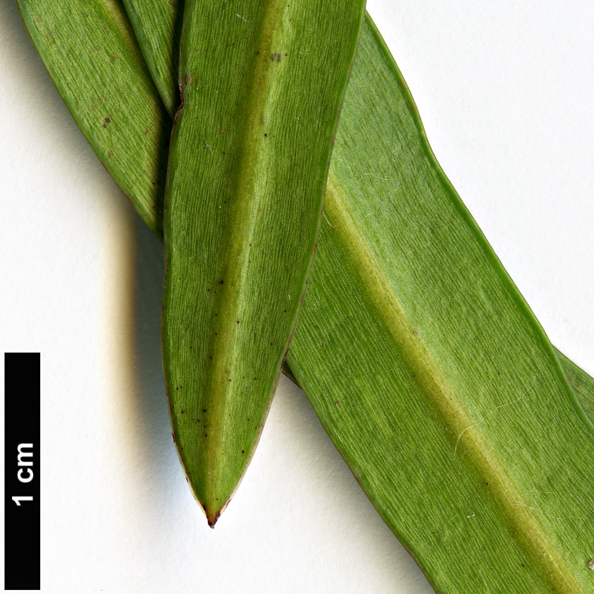 High resolution image: Family: Podocarpaceae - Genus: Podocarpus - Taxon: elatus