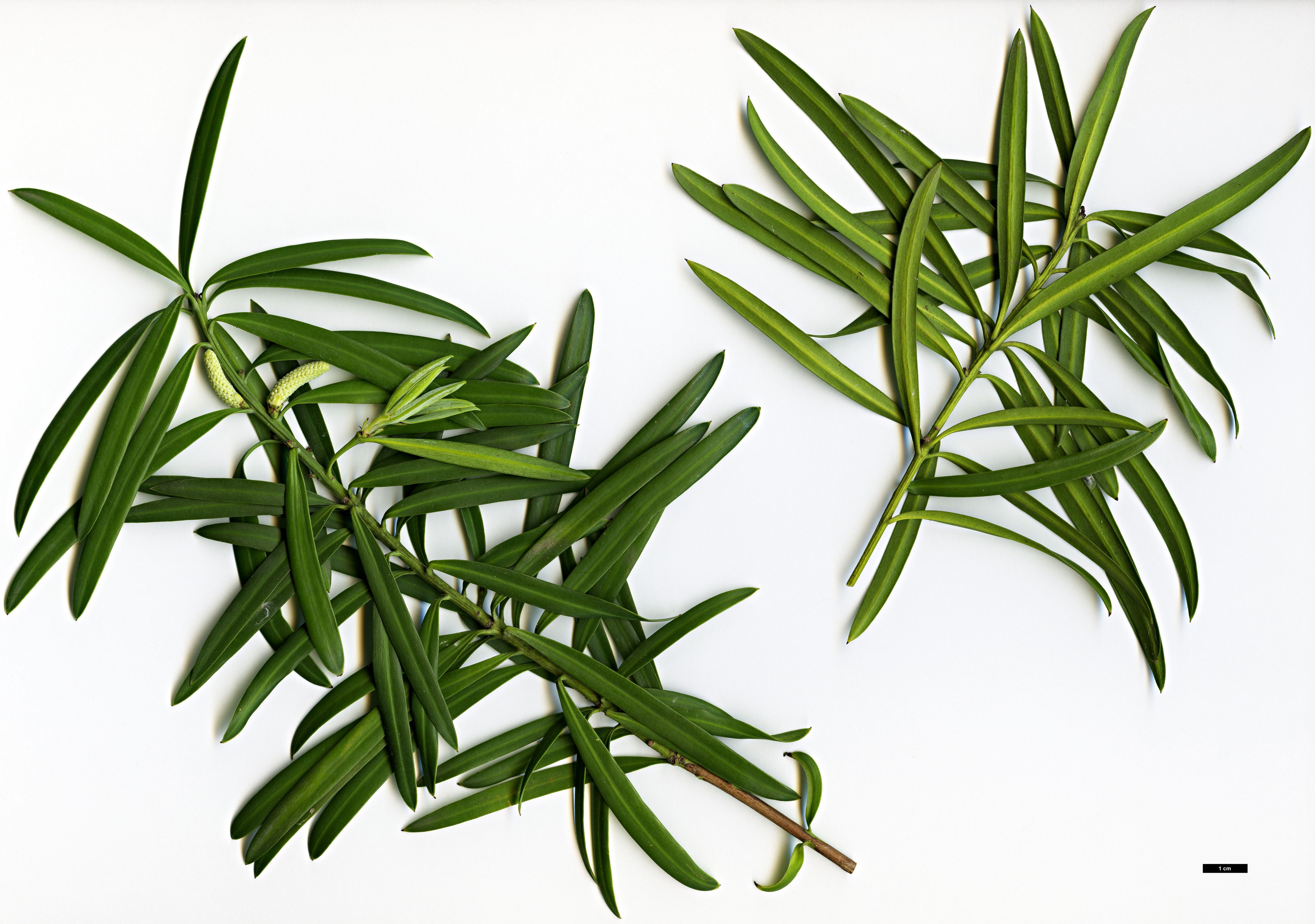 High resolution image: Family: Podocarpaceae - Genus: Podocarpus - Taxon: elongatus High resolution image: Family: Podocarpaceae - Genus: Podocarpus - Taxon: elongatus