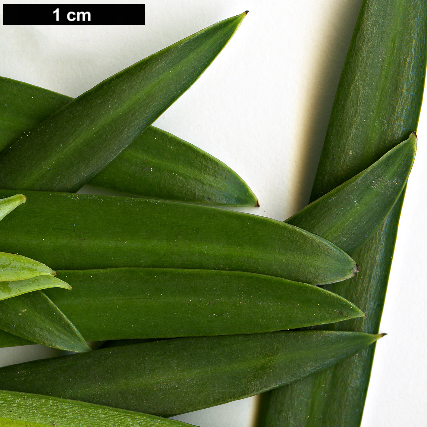 High resolution image: Family: Podocarpaceae - Genus: Podocarpus - Taxon: elongatus High resolution image: Family: Podocarpaceae - Genus: Podocarpus - Taxon: elongatus