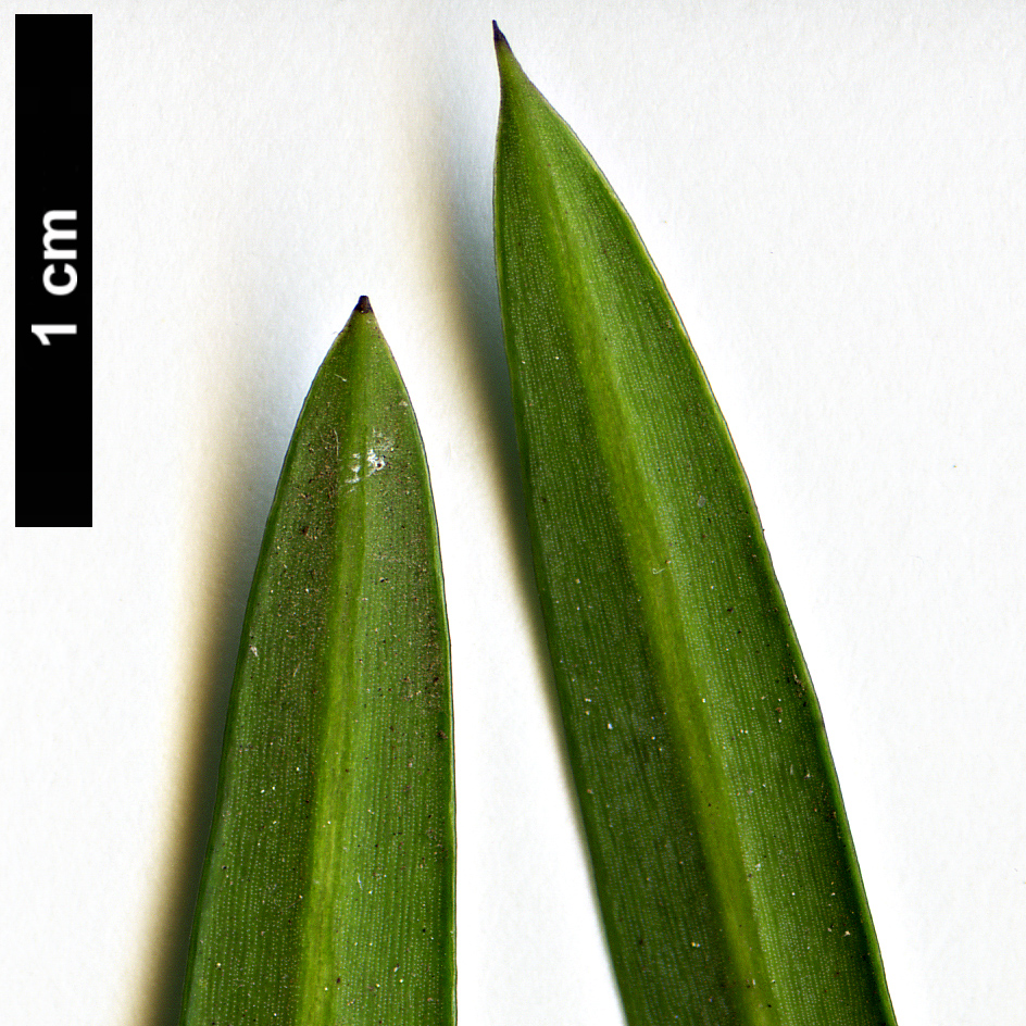 High resolution image: Family: Podocarpaceae - Genus: Podocarpus - Taxon: elongatus