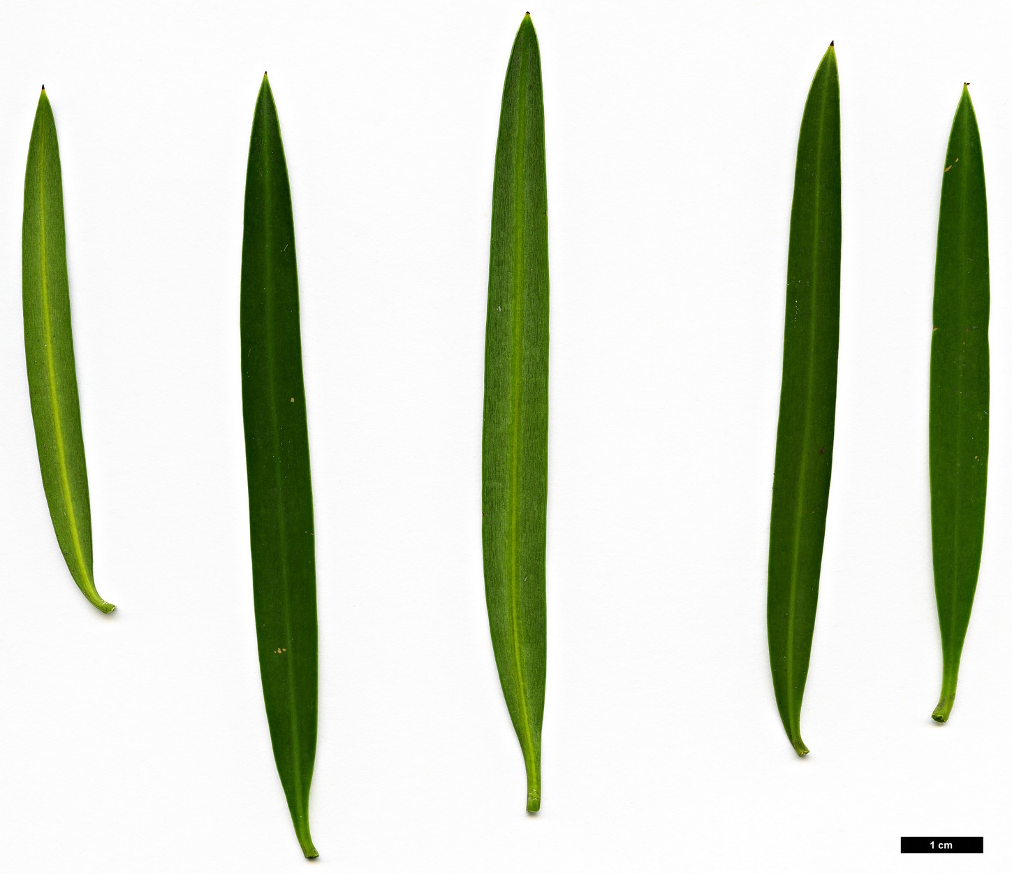 High resolution image: Family: Podocarpaceae - Genus: Podocarpus - Taxon: elongatus High resolution image: Family: Podocarpaceae - Genus: Podocarpus - Taxon: elongatus