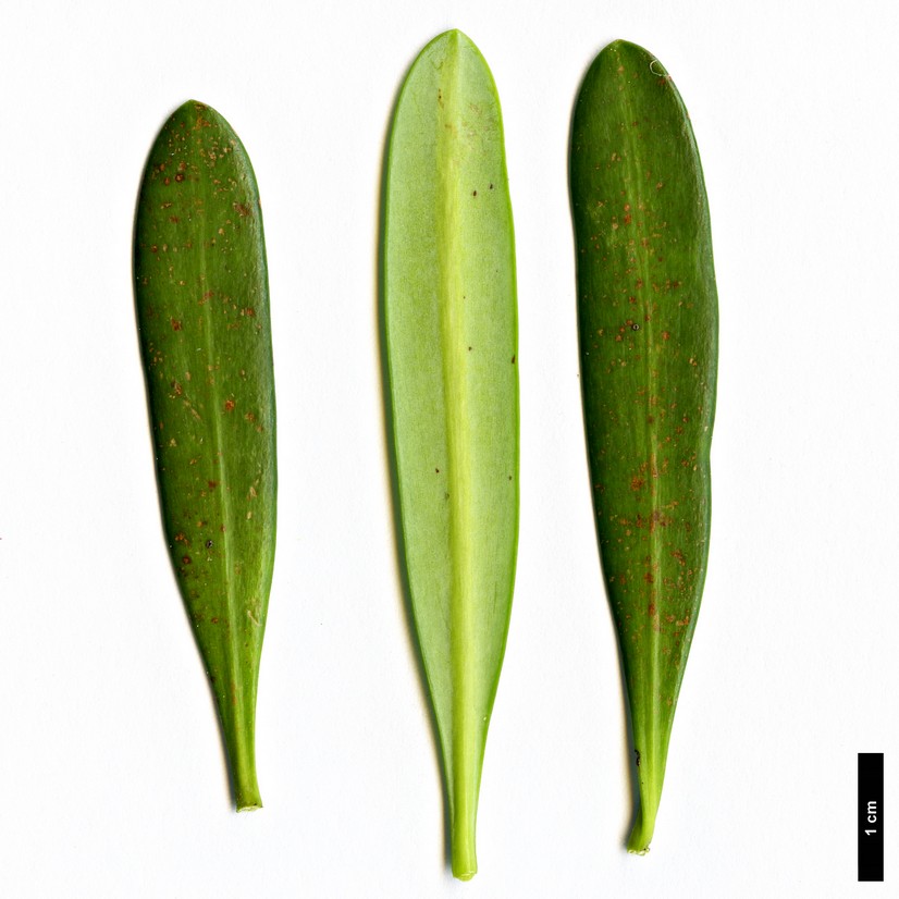 High resolution image: Family: Podocarpaceae - Genus: Podocarpus - Taxon: forrestii