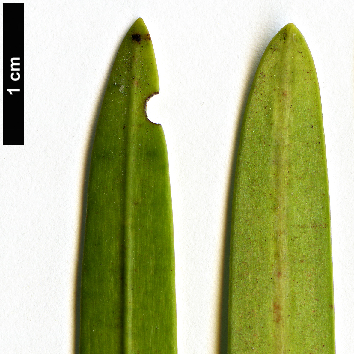 High resolution image: Family: Podocarpaceae - Genus: Podocarpus - Taxon: gibbsiae