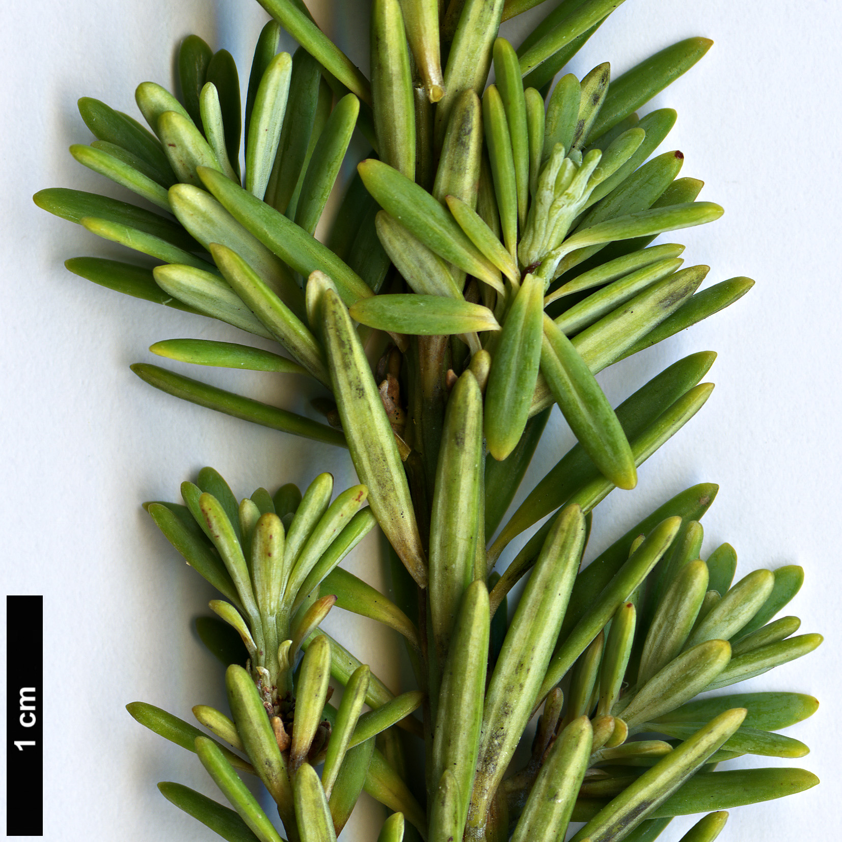 High resolution image: Family: Podocarpaceae - Genus: Podocarpus - Taxon: gnidioides