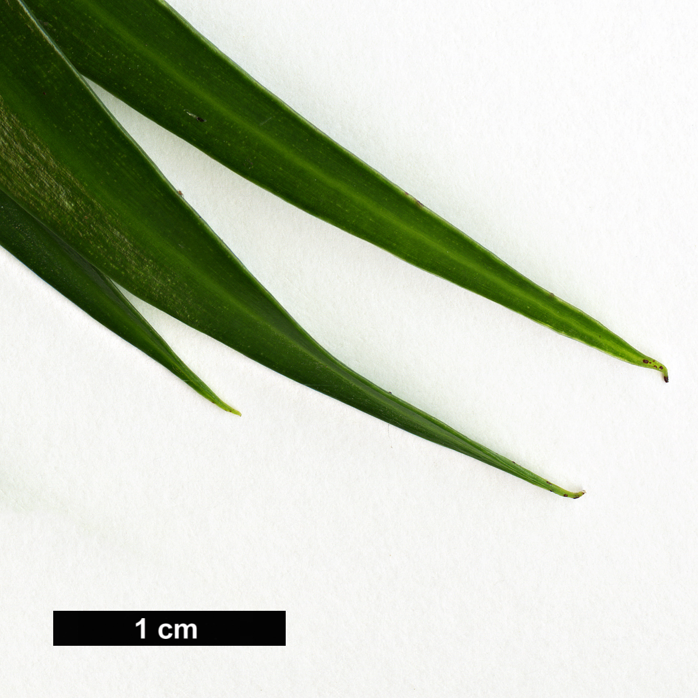 High resolution image: Family: Podocarpaceae - Genus: Podocarpus - Taxon: henkelii