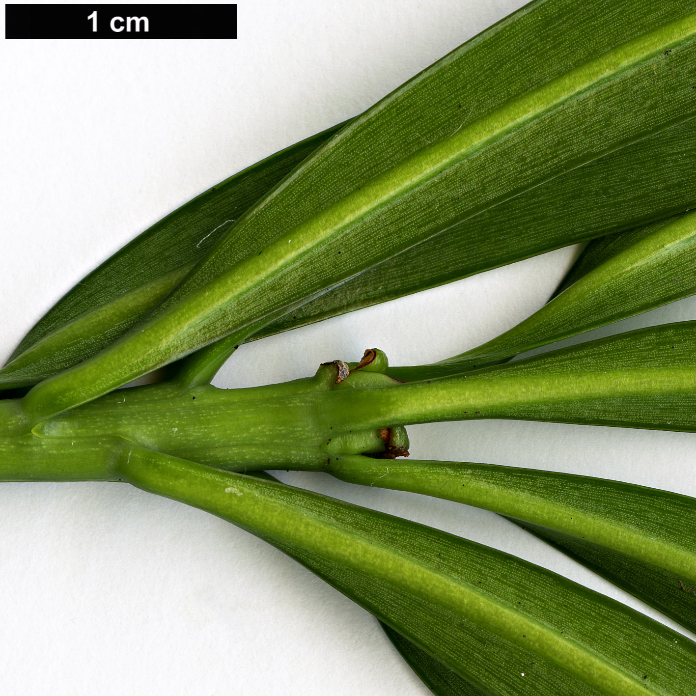 High resolution image: Family: Podocarpaceae - Genus: Podocarpus - Taxon: henkelii