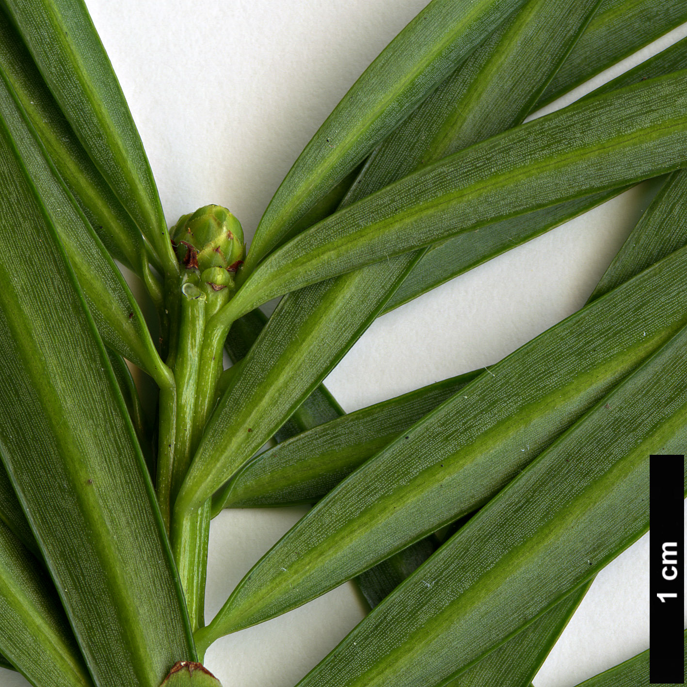 High resolution image: Family: Podocarpaceae - Genus: Podocarpus - Taxon: lambertii