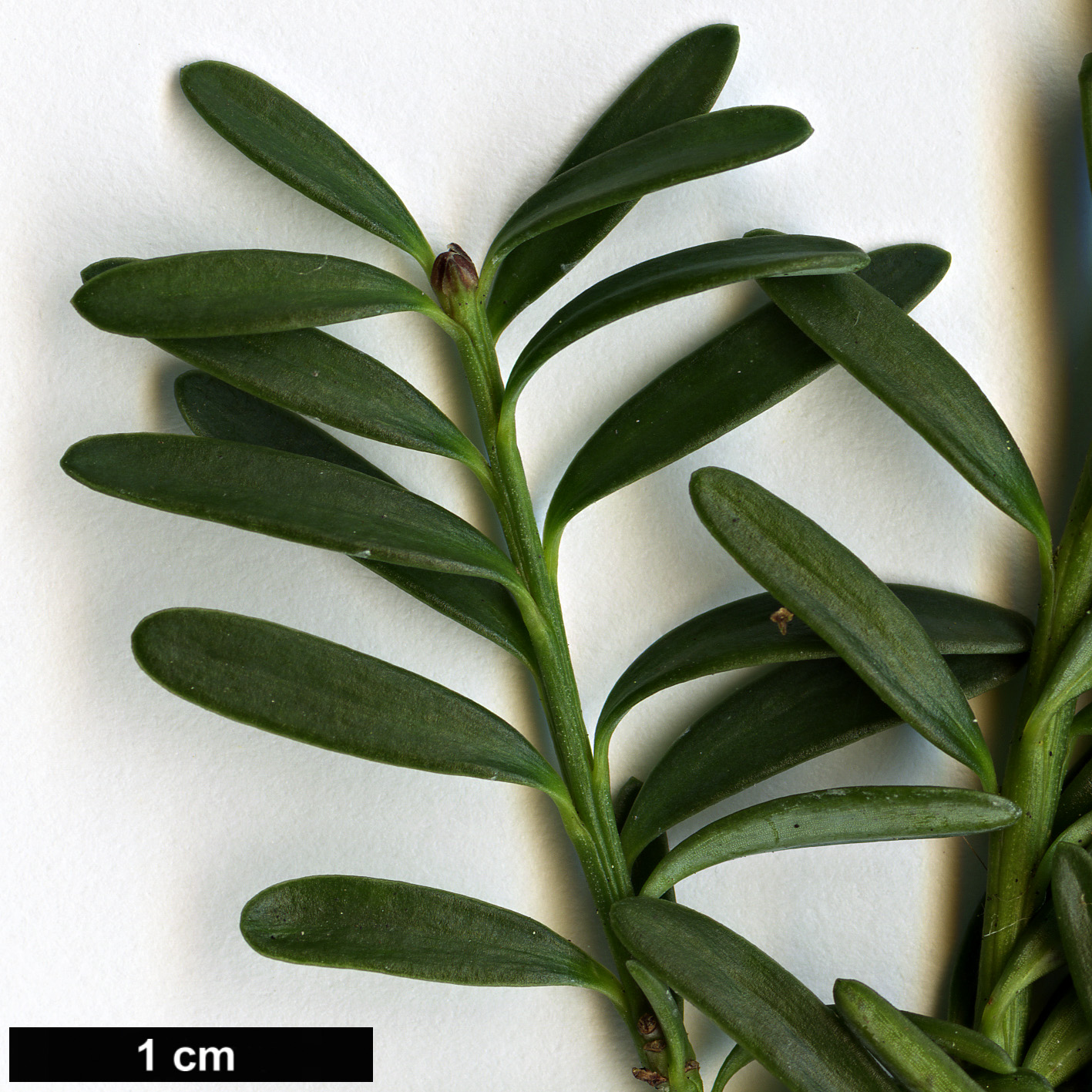 High resolution image: Family: Podocarpaceae - Genus: Podocarpus - Taxon: lawrencei