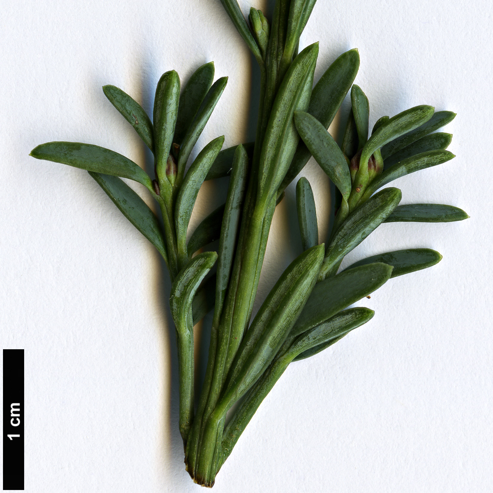 High resolution image: Family: Podocarpaceae - Genus: Podocarpus - Taxon: lawrencei